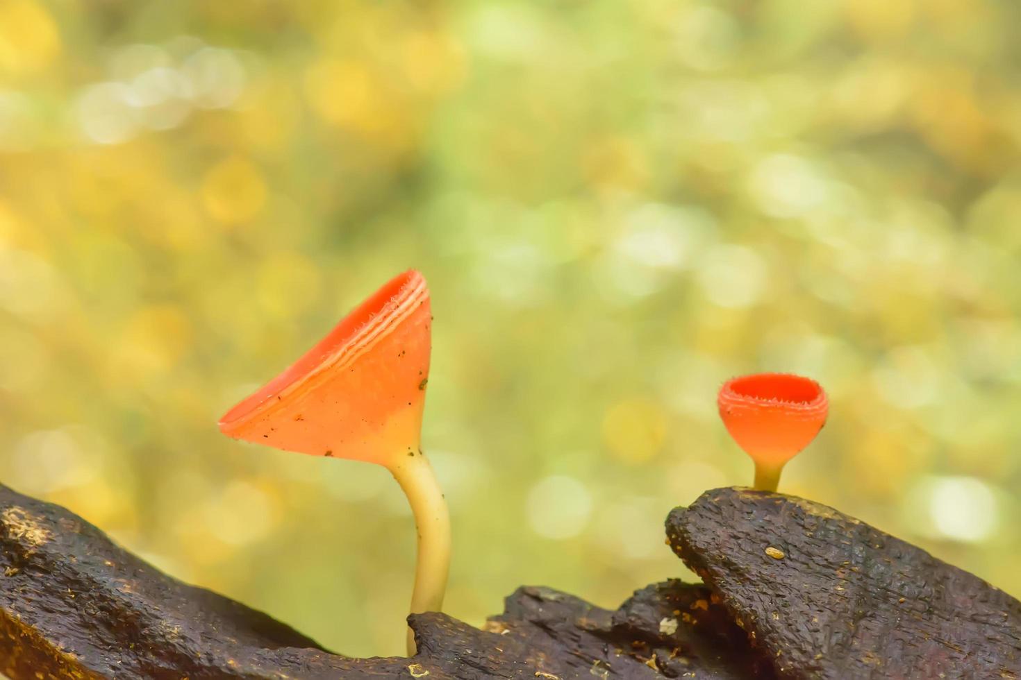 Cookeina is a genus of cup fungi in the family Sarcoscyphaceae, members of which may be found in tropical and subtropical regions of the world. photo