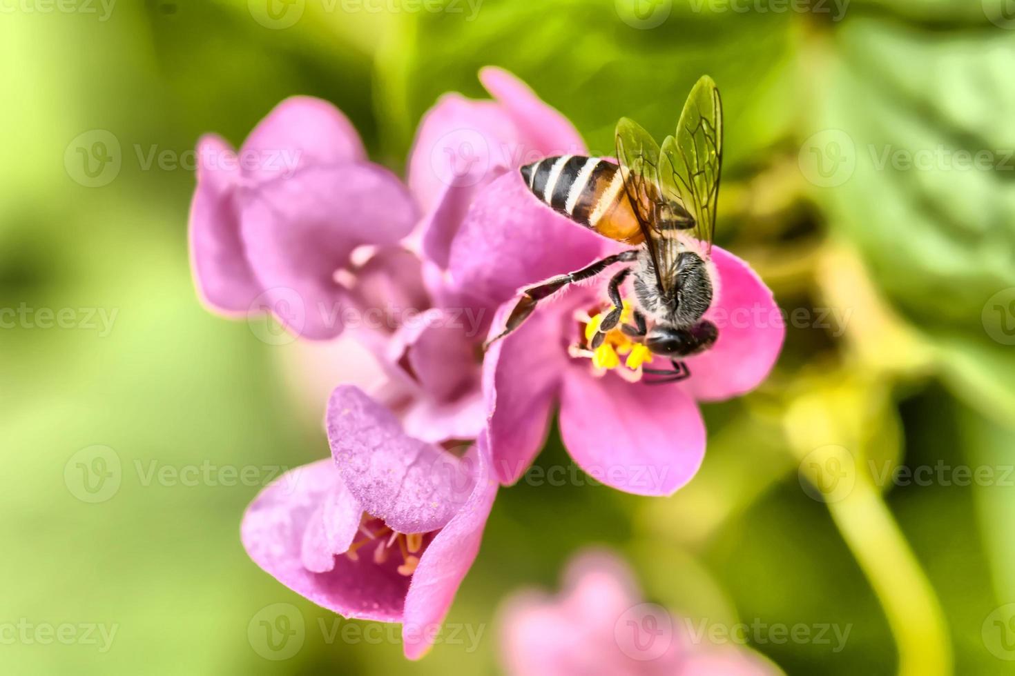 Bees eat pollen with HDR tone photo