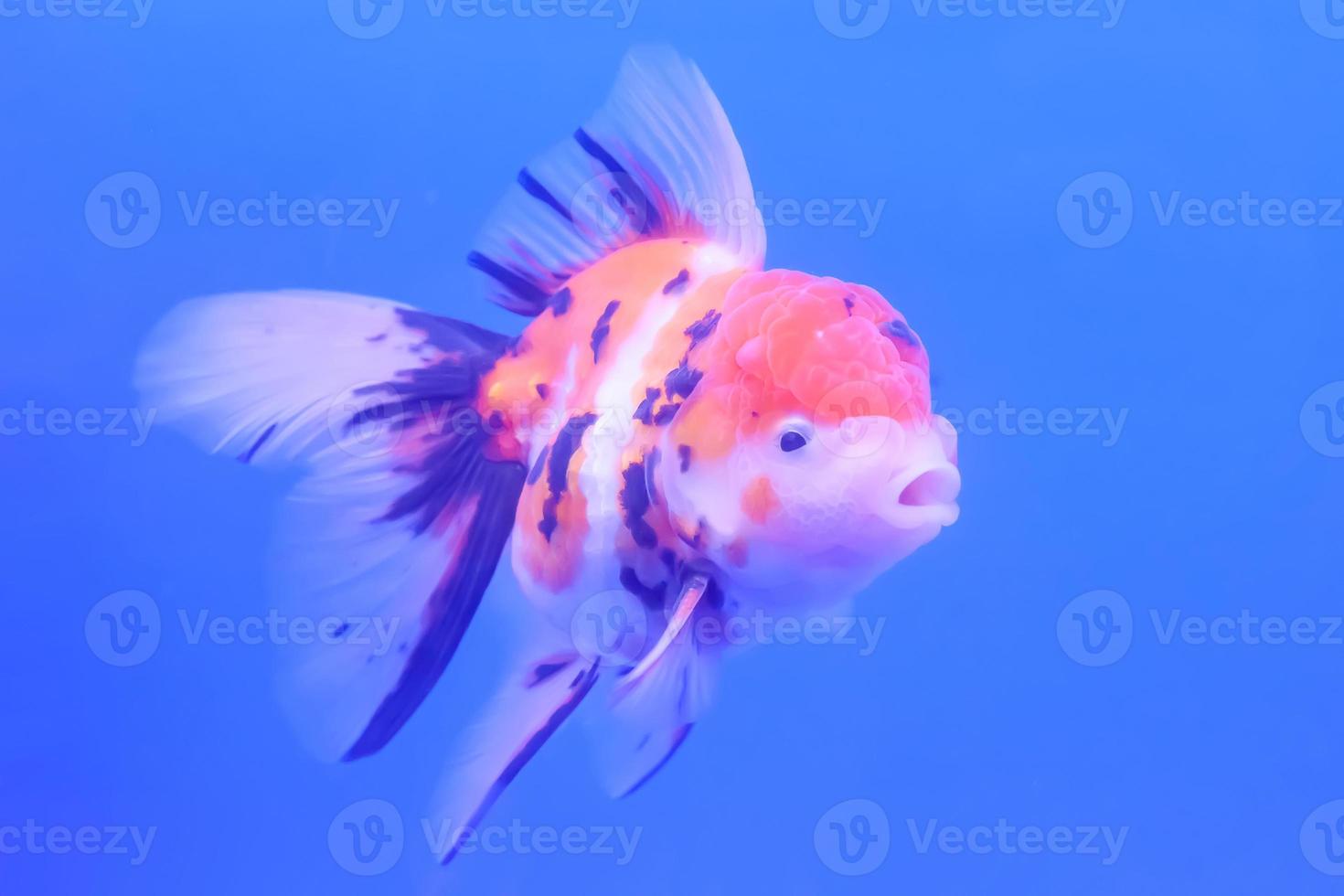 Goldfish isolated in the cabinet photo