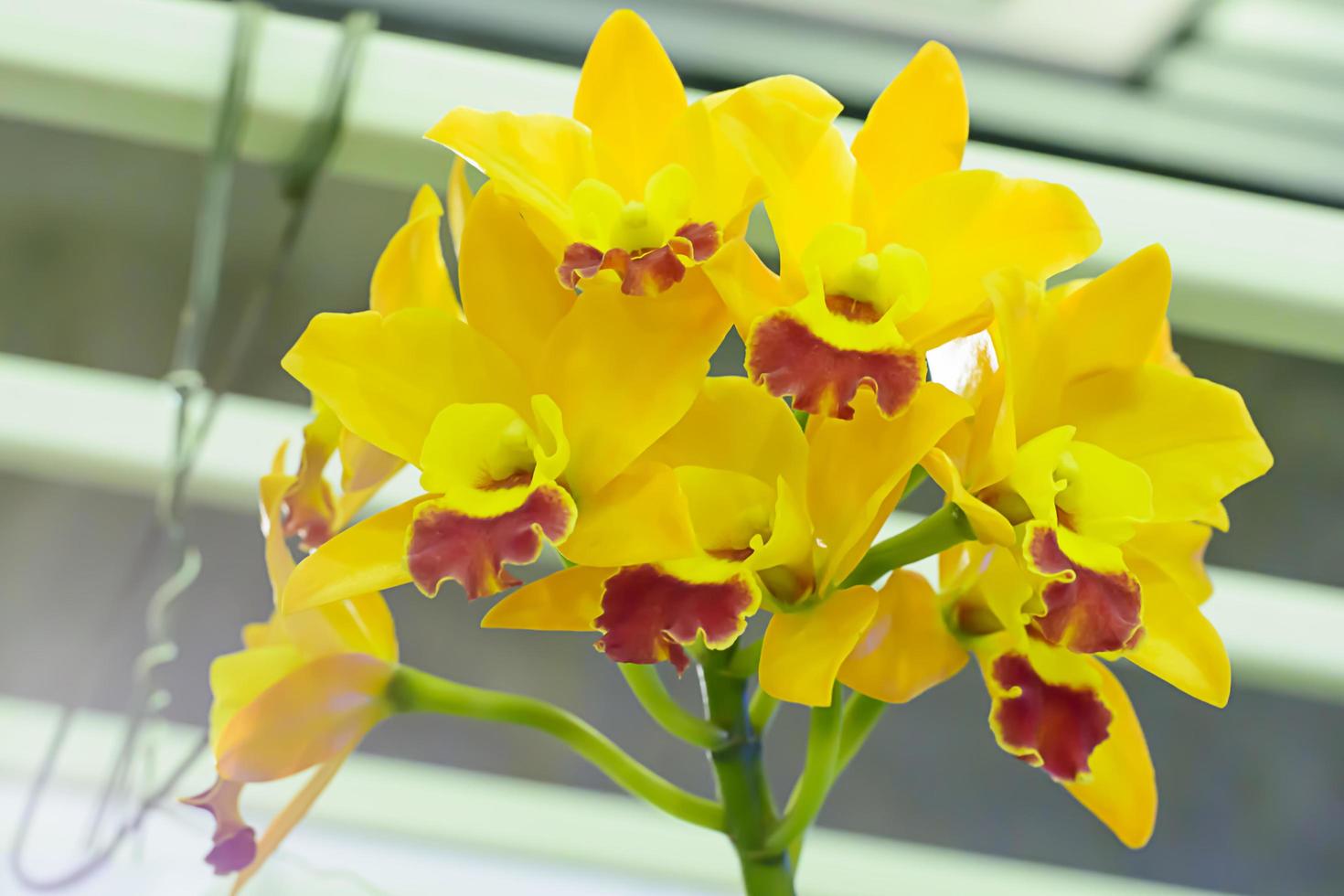 Cattleya is a genus of 113 species of orchids from Costa Rica and the Antilles south to Argentina. photo