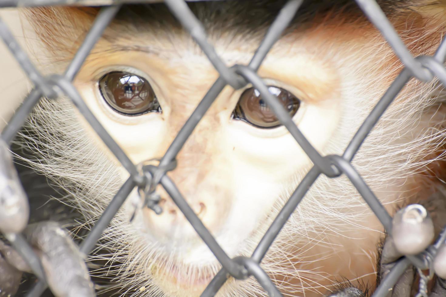 The douc langur take in a zoo photo