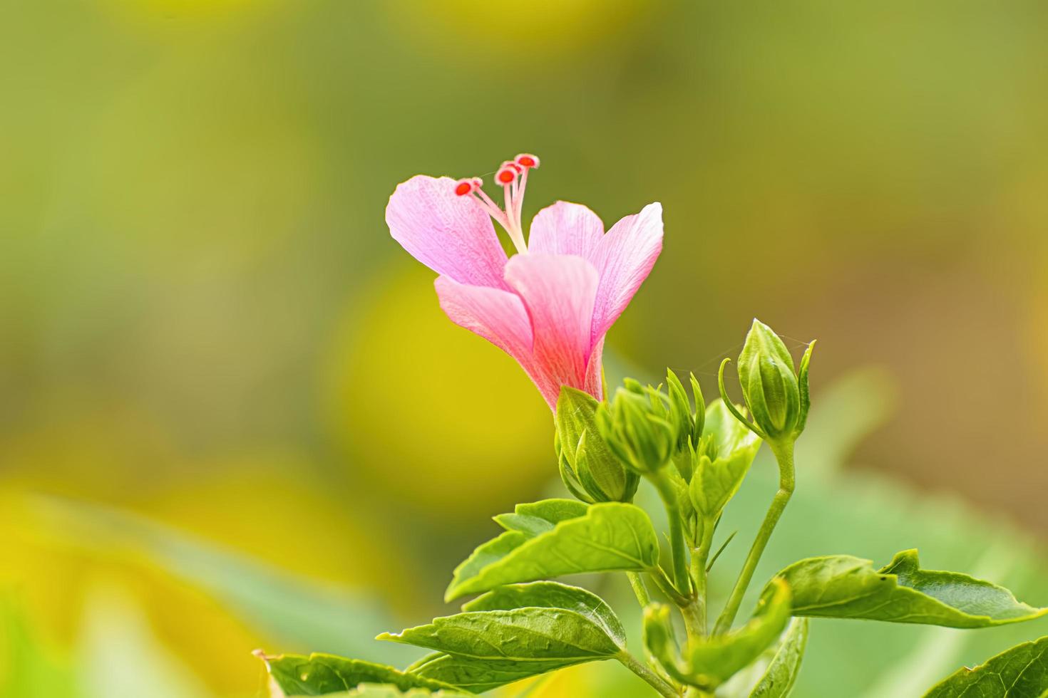 Hibiscus is a genus of flowering plants in the mallow family, Malvaceae. photo