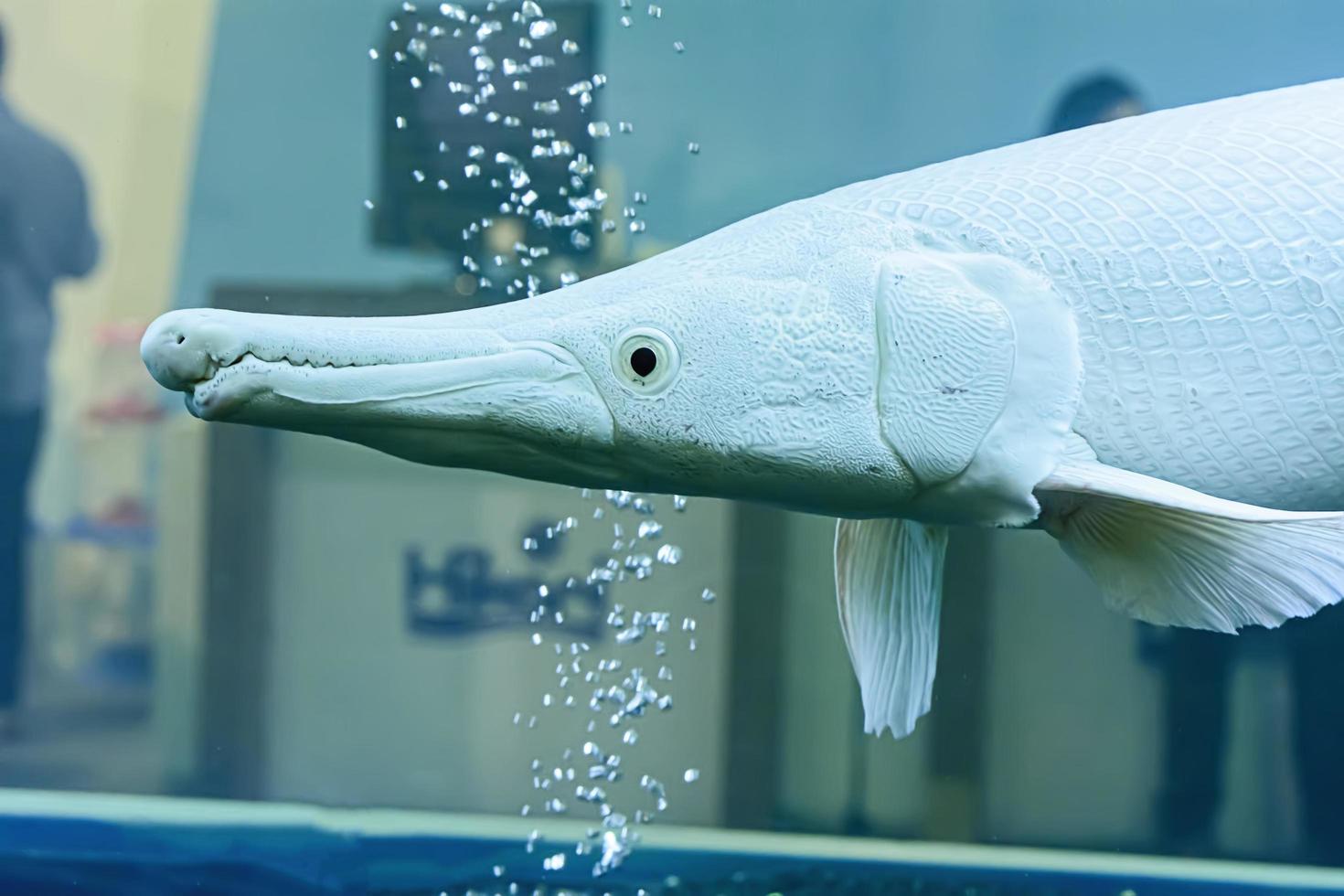 The alligator gar fish in the cabinet. photo