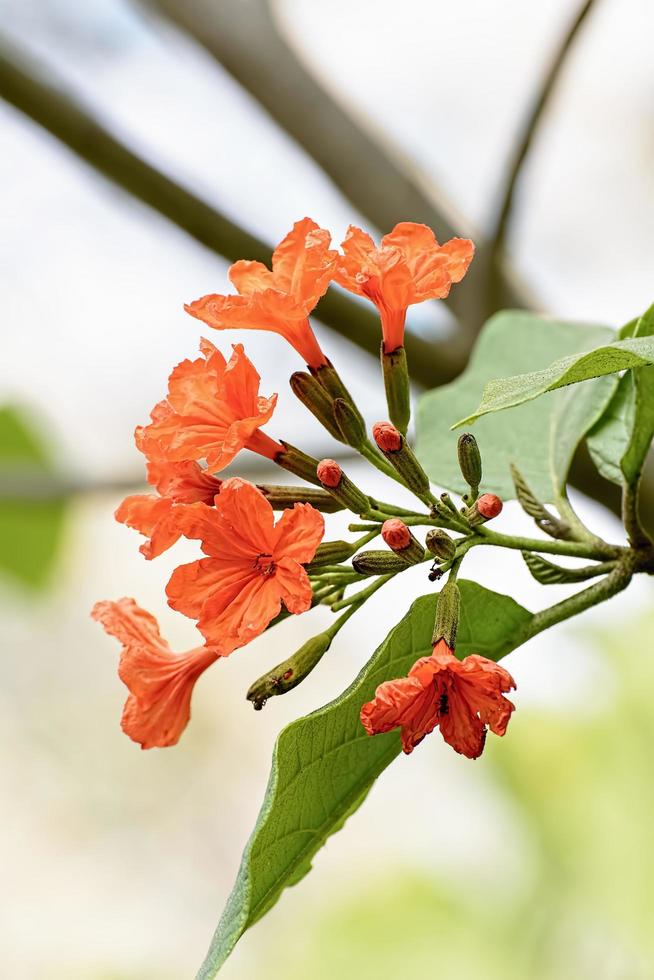 Cordia sebestena or geiger tree photo