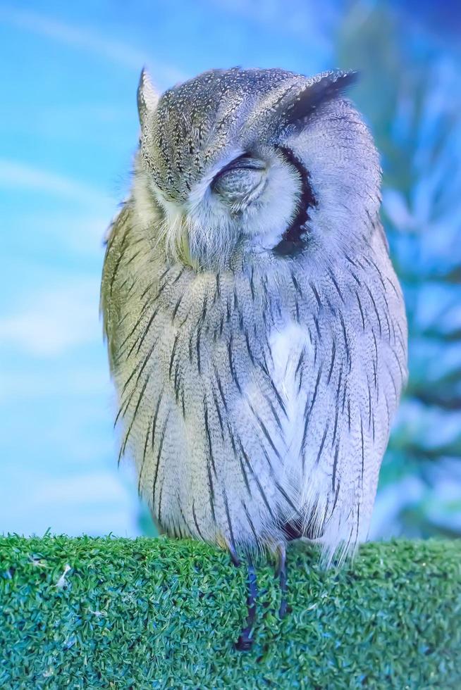 Owl sleep on the artificial log photo