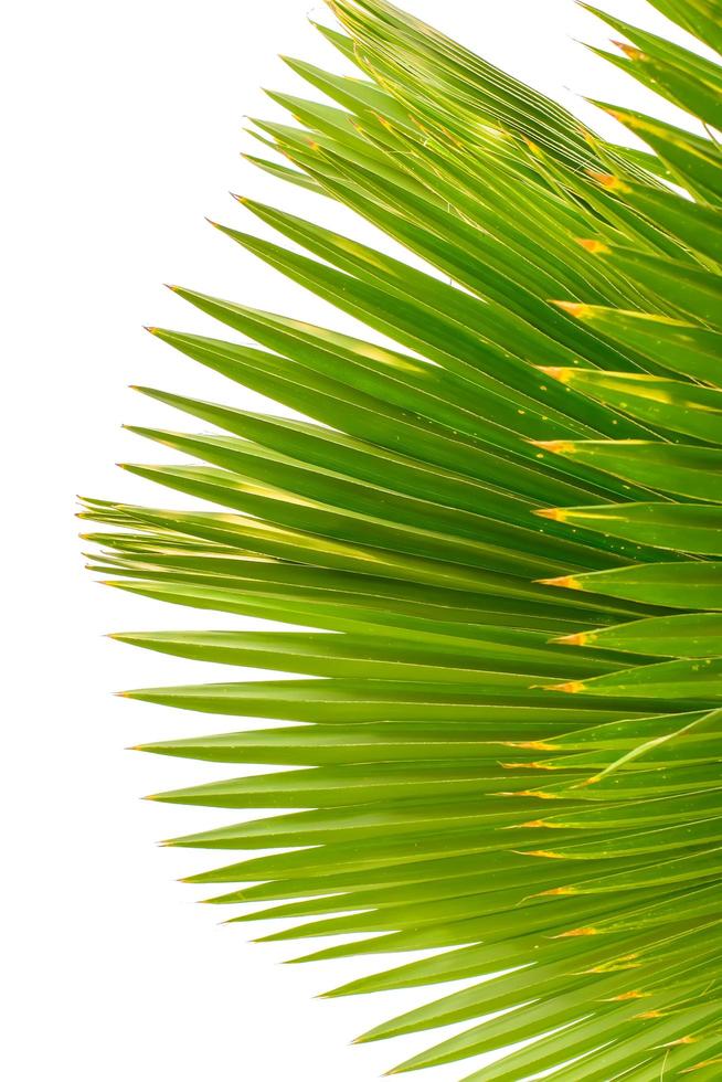 The palm leaves on a white background. photo