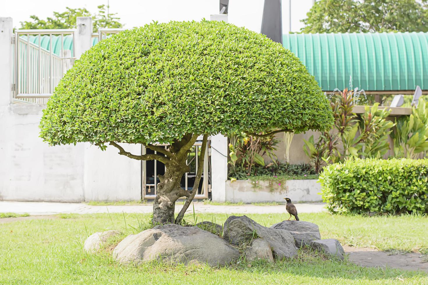 The birds and tree beautiful trim in the garden photo