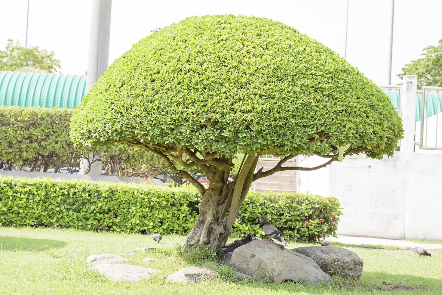 The birds and tree beautiful trim in the garden photo