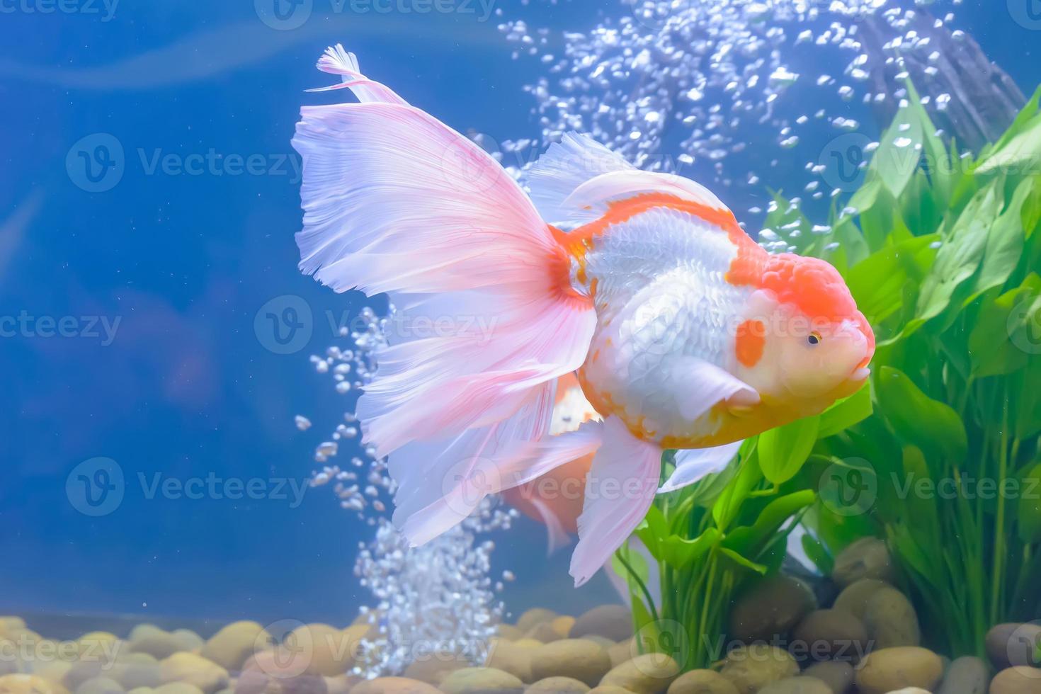 Goldfish in the cabinet photo