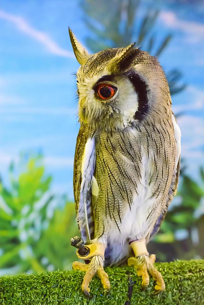 Owl is bird or poultry that brown color photo