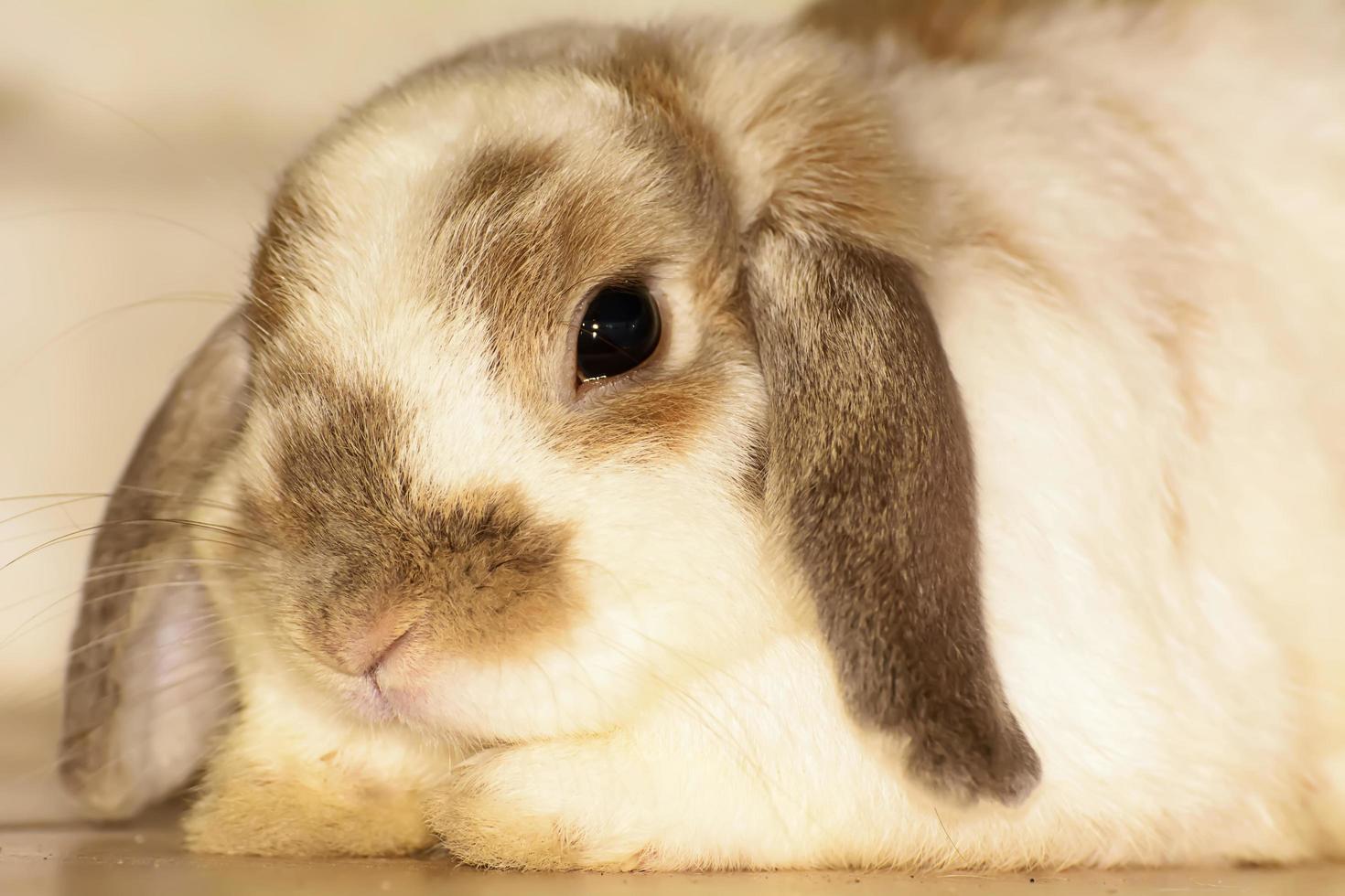 Rabbits are small mammals. Bunny is a colloquial name for a rabbit. photo