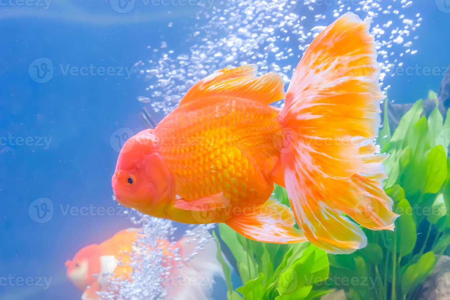 Goldfish in the cabinet photo