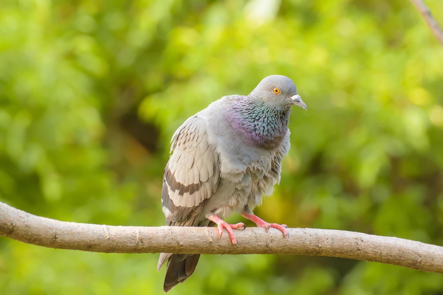 Pigeon on the branch photo