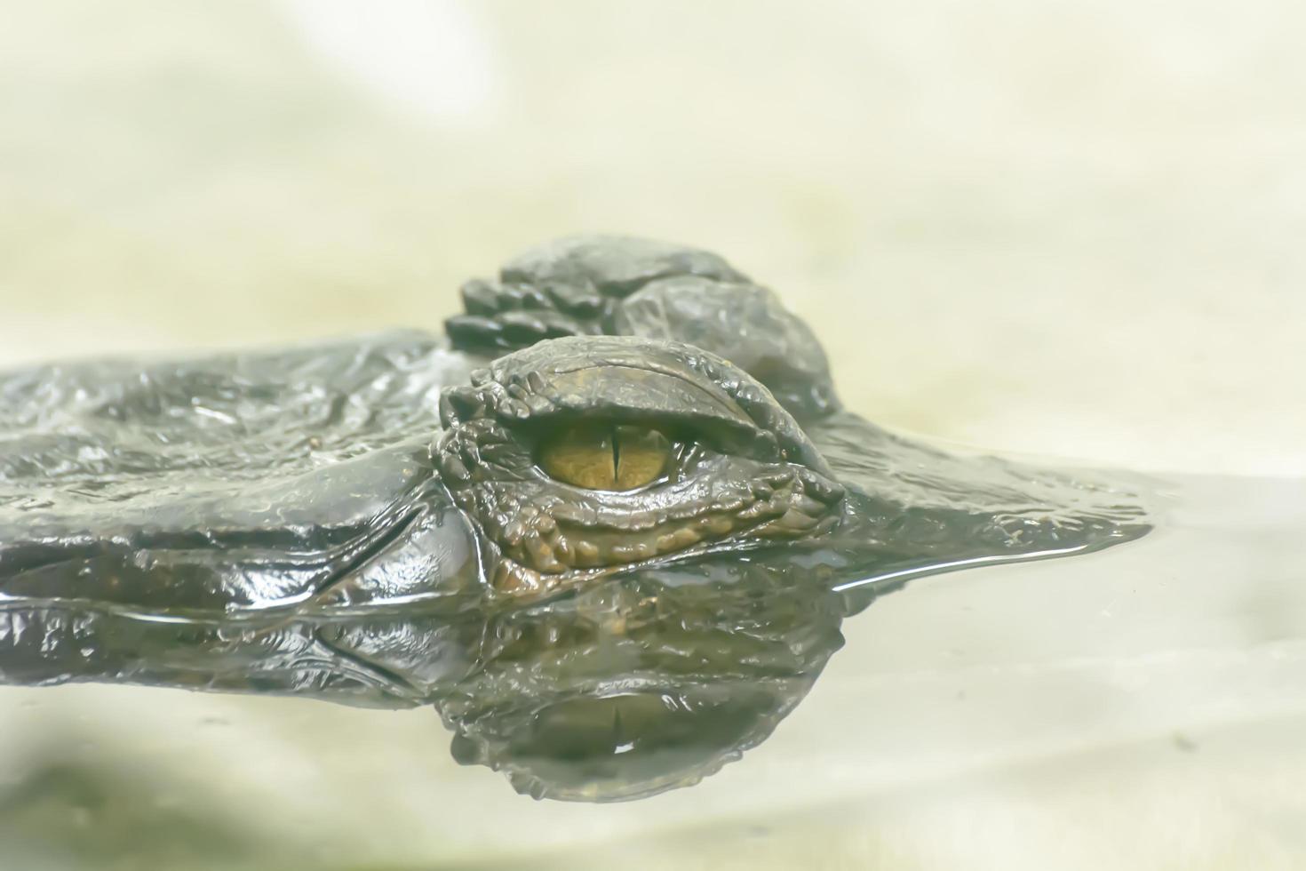 The malayan gharial take in a zoo photo