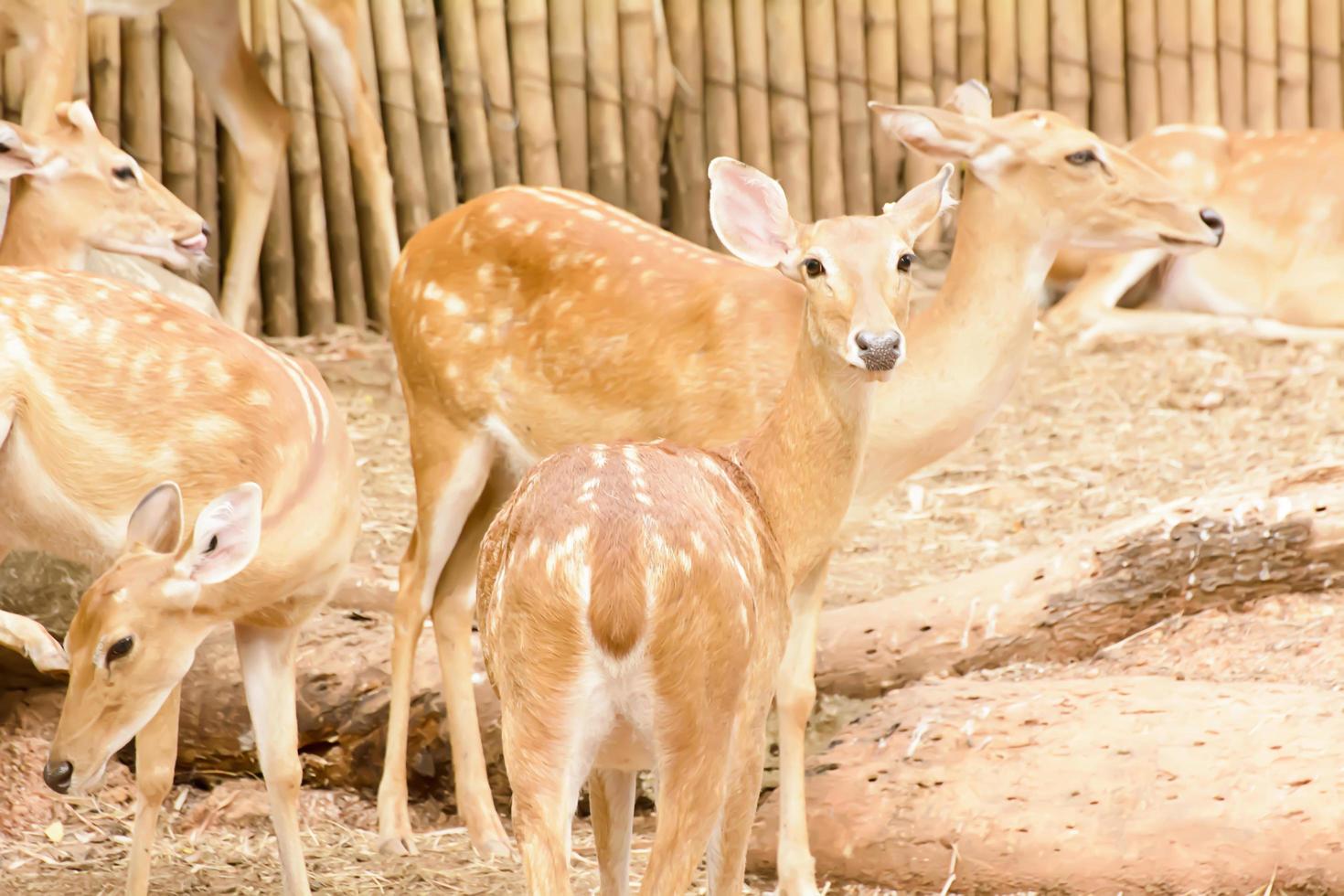 A Eld's Deer closeup take in a zoo photo
