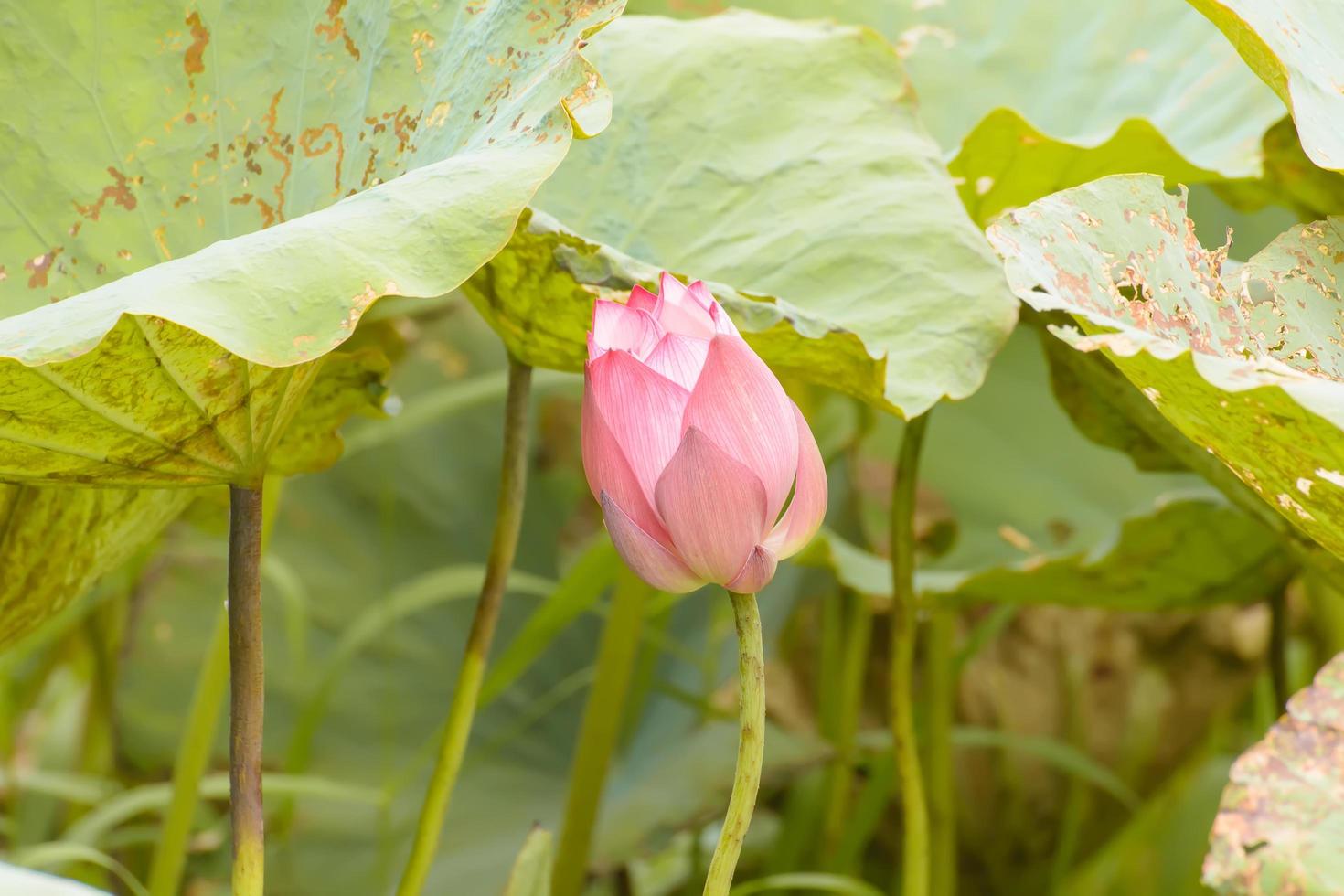 Lotus is many colors and beautiful in ponds, is a symbol of Buddhism. photo