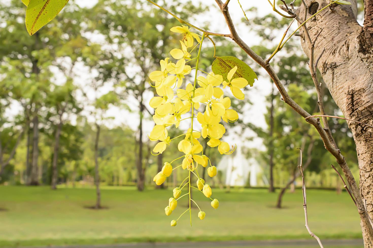 Golden Shower Tree photo