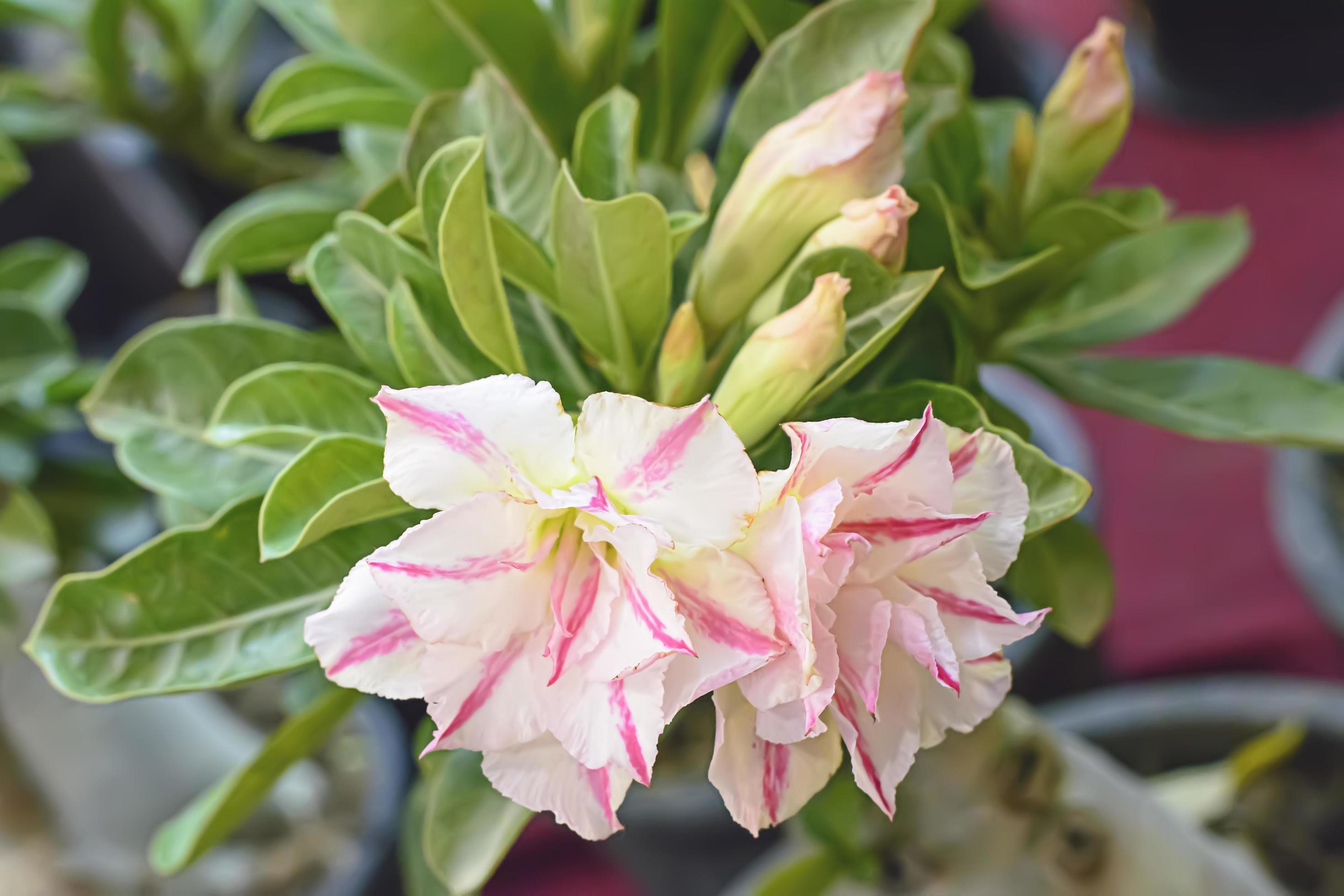 Desert Rose is a brightcolored flowers. Desert Roses are Thai Flower