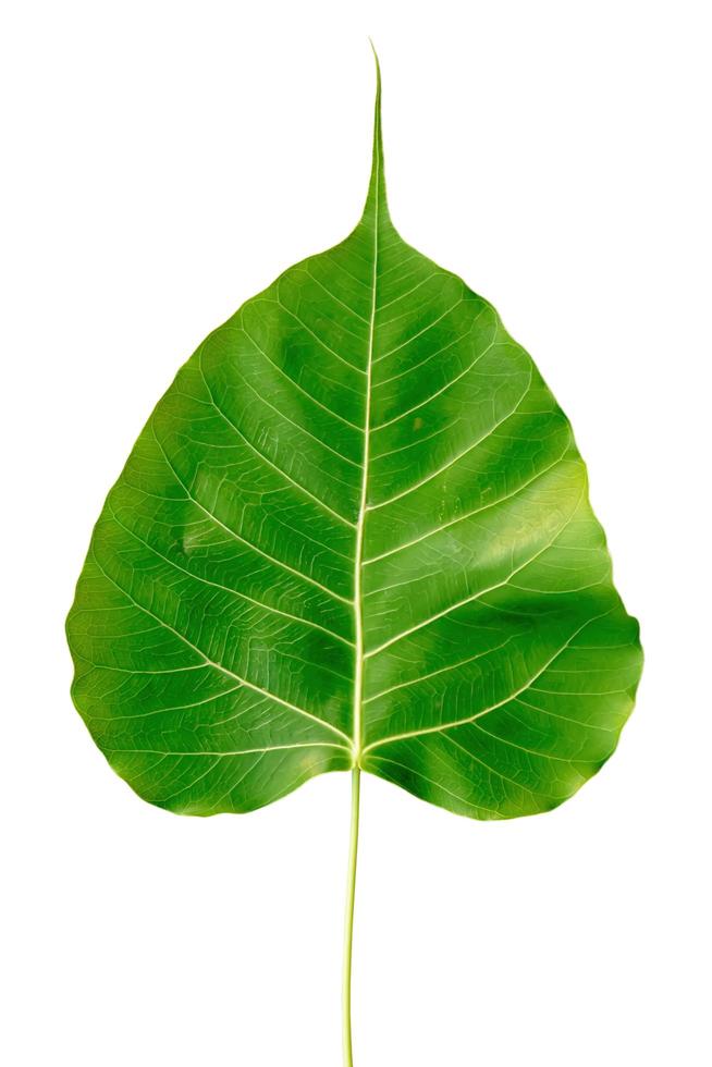 The front cordate leaf on a white background. photo