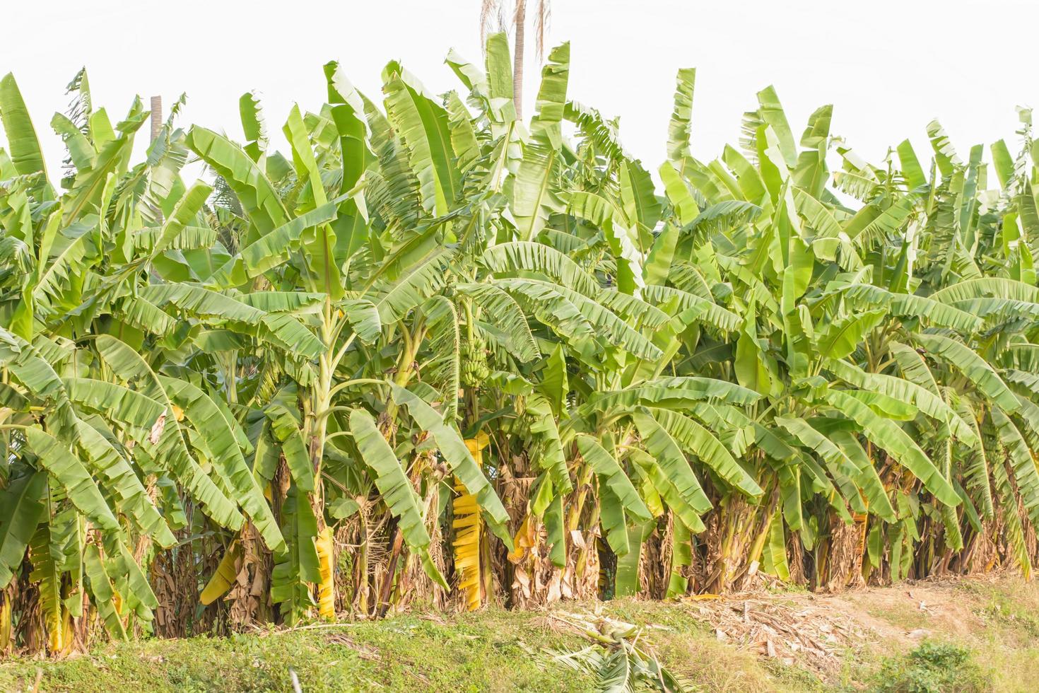 Banana trees in the garden photo