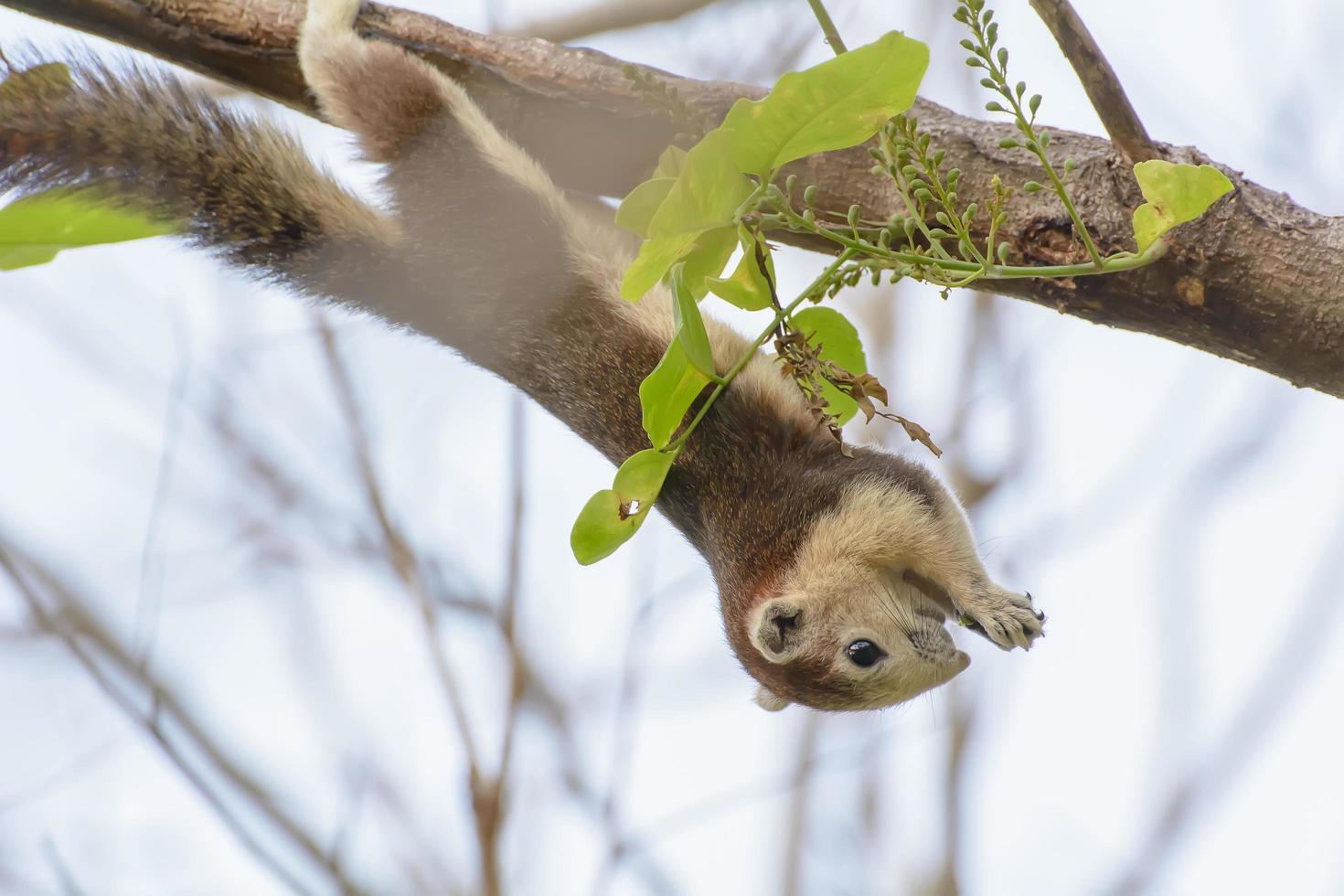 Squirrel were hung on the branches photo