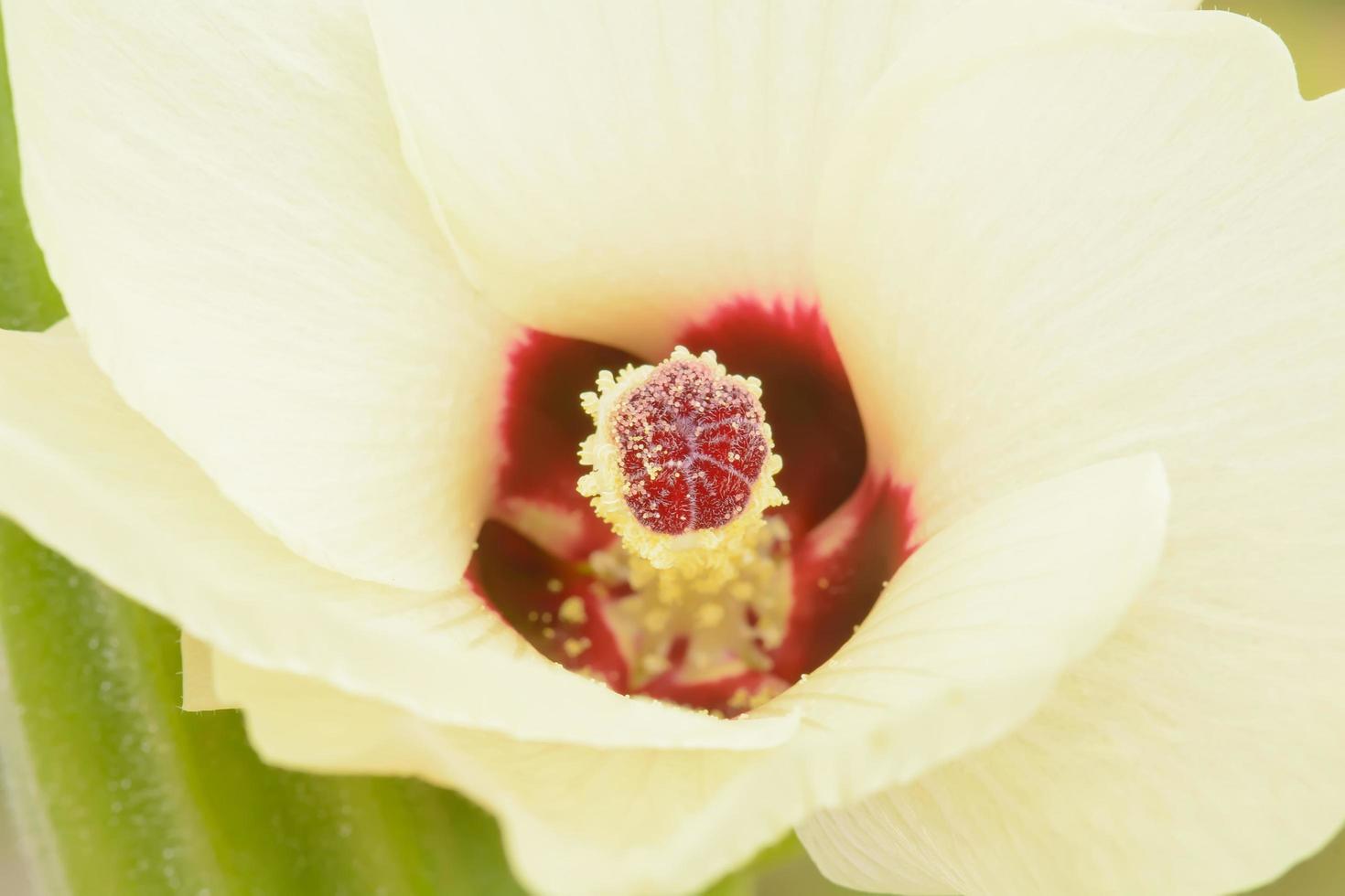 Roselle or Hibiscus sabdariffa photo