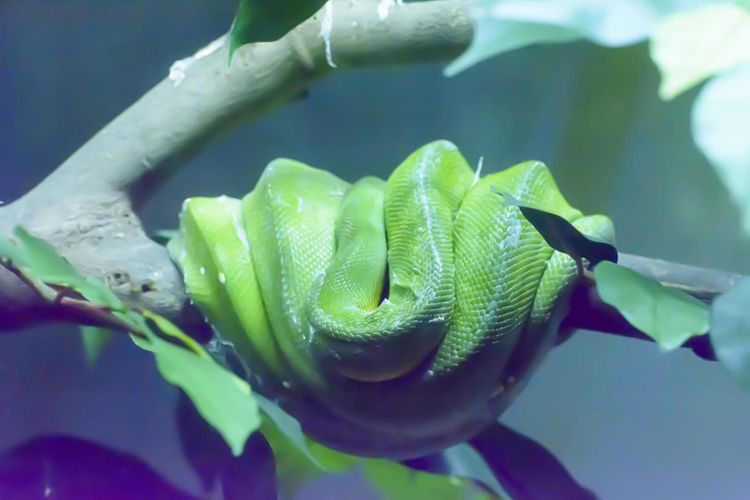 Green Tree Python 7447717 Stock Photo at Vecteezy