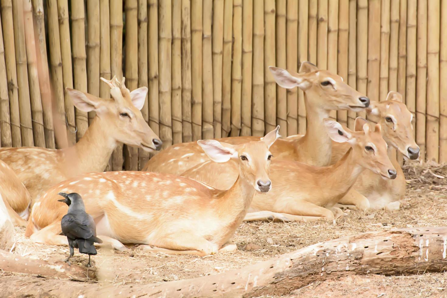 A Eld's Deer closeup take in a zoo photo