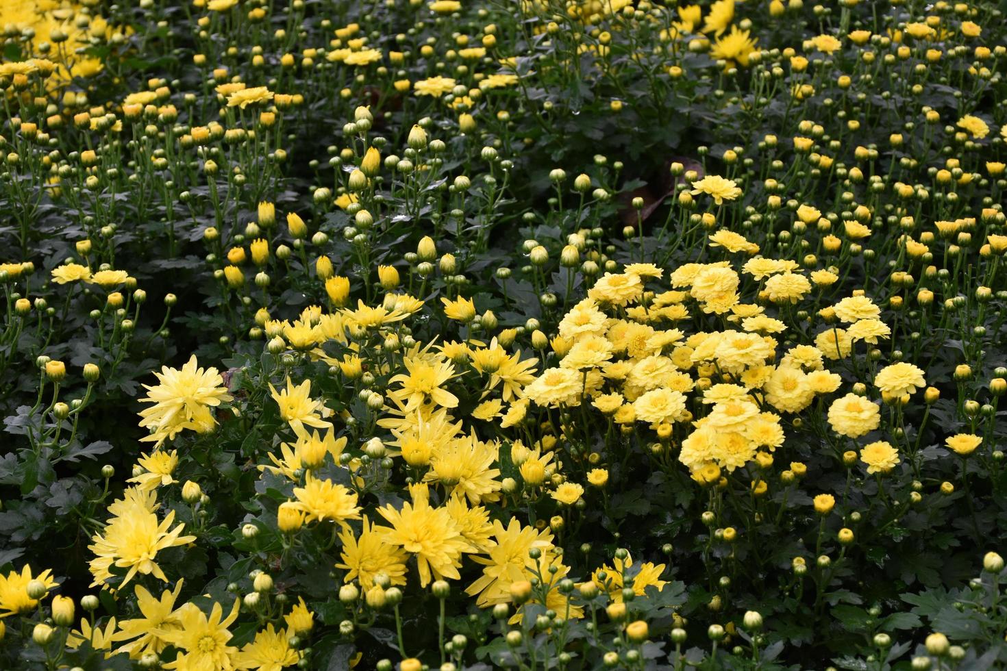 Wallpaper of different chrysanthemum flowers. Nature Autumn Floral background. Chrysanthemums blossom season. Many Chrysanthemum flowers growing in pots for tourists flora festival, Thailand. photo