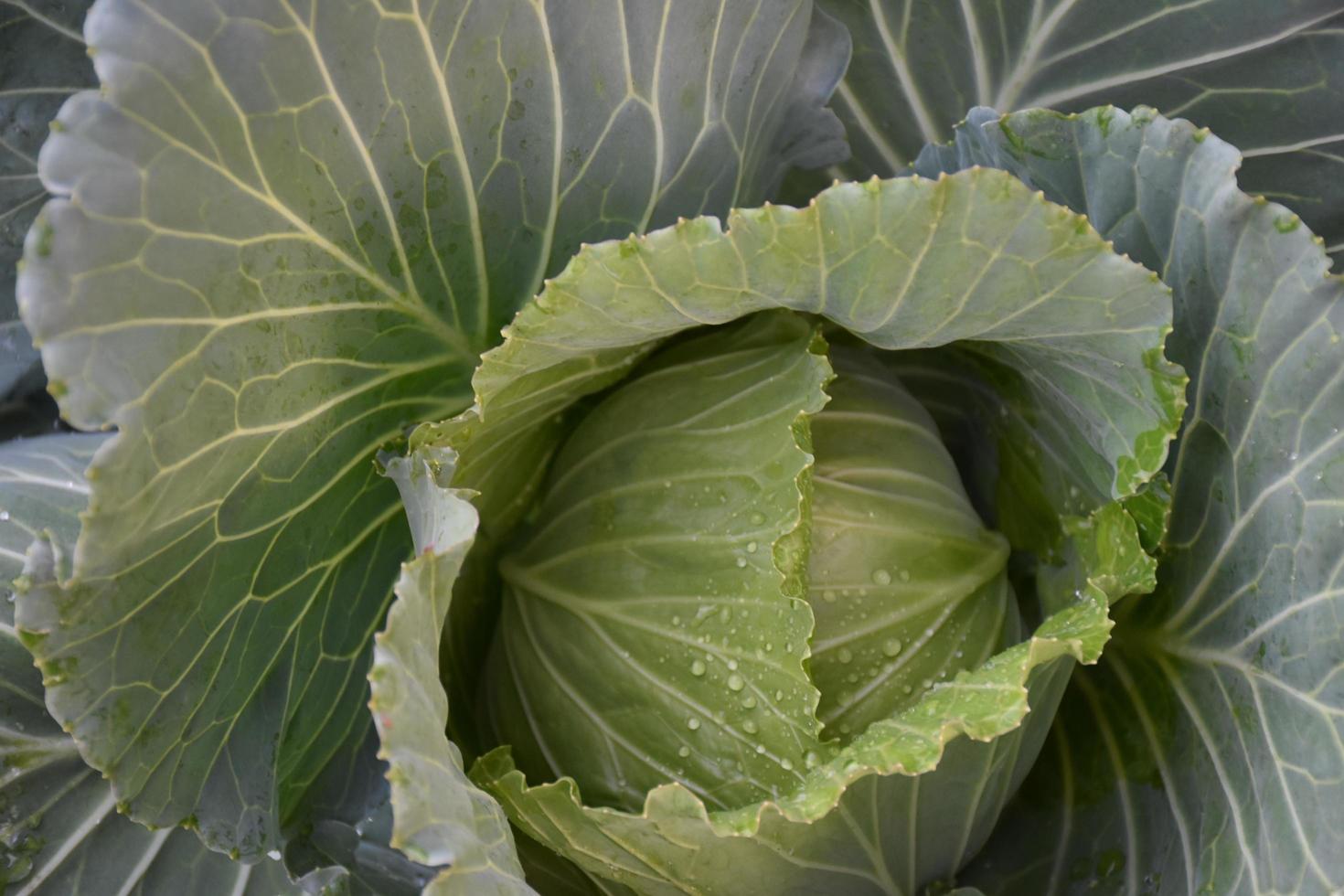 Homegrown cabbage beds with compost and natural care to serve as