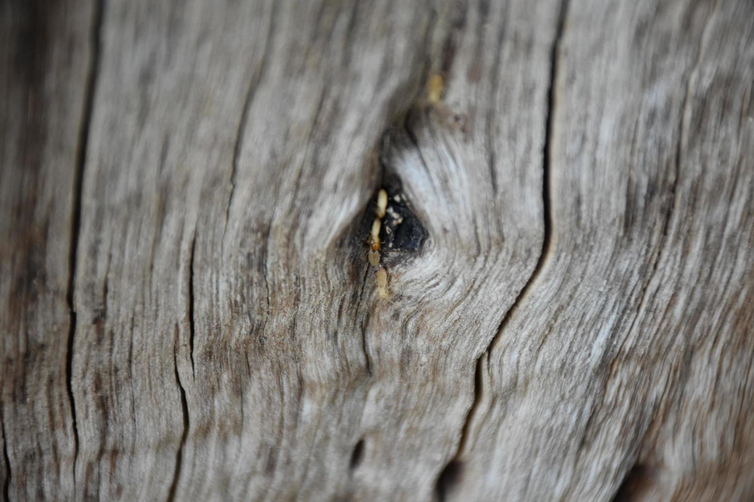 la superficie frontal del hemisferio de madera ha sido expuesta al sol y desgastada para causar moho en la madera. foto