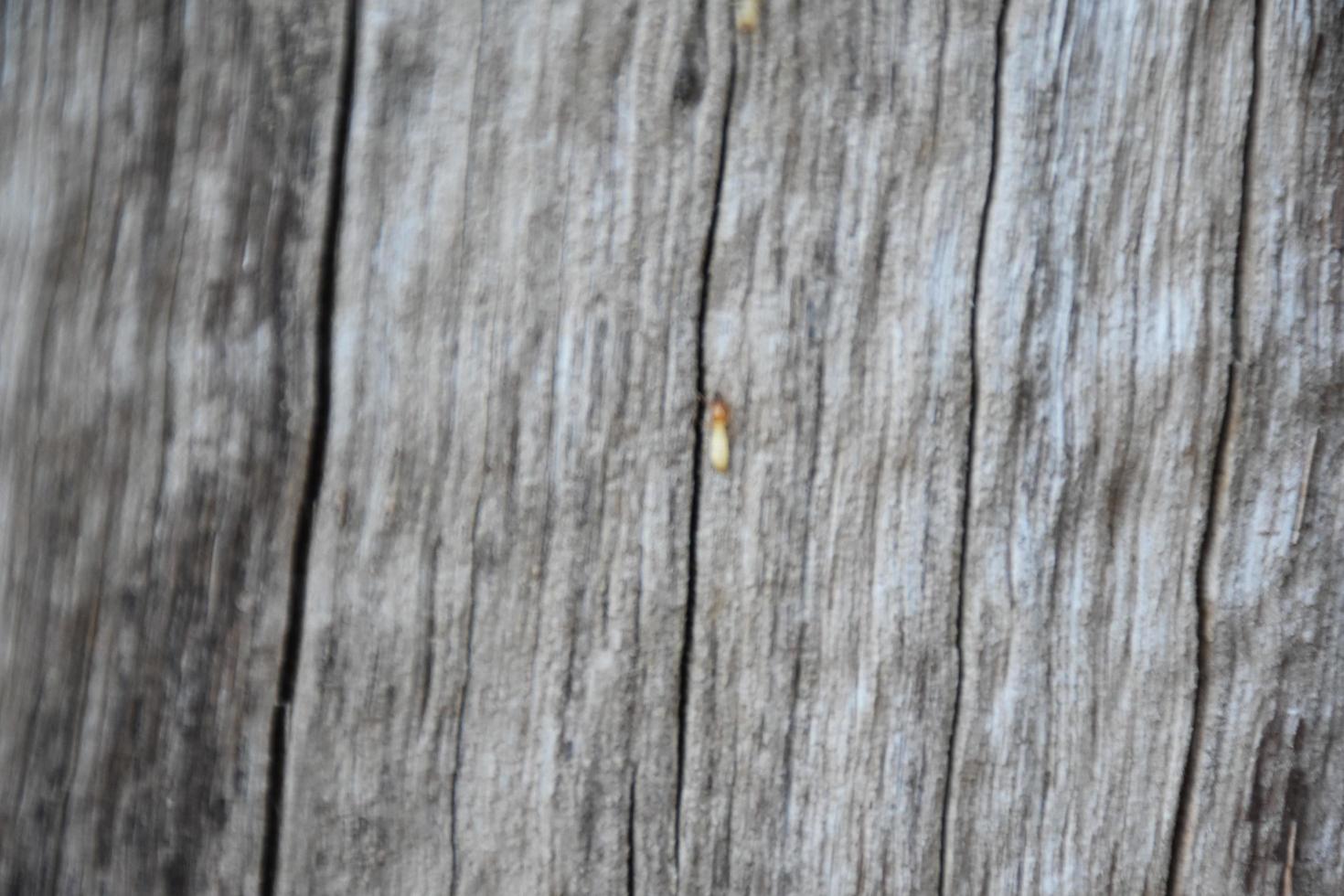 The front surface of the wood hemisphere has been exposed to the sun and weathered to cause mold on the wood. photo