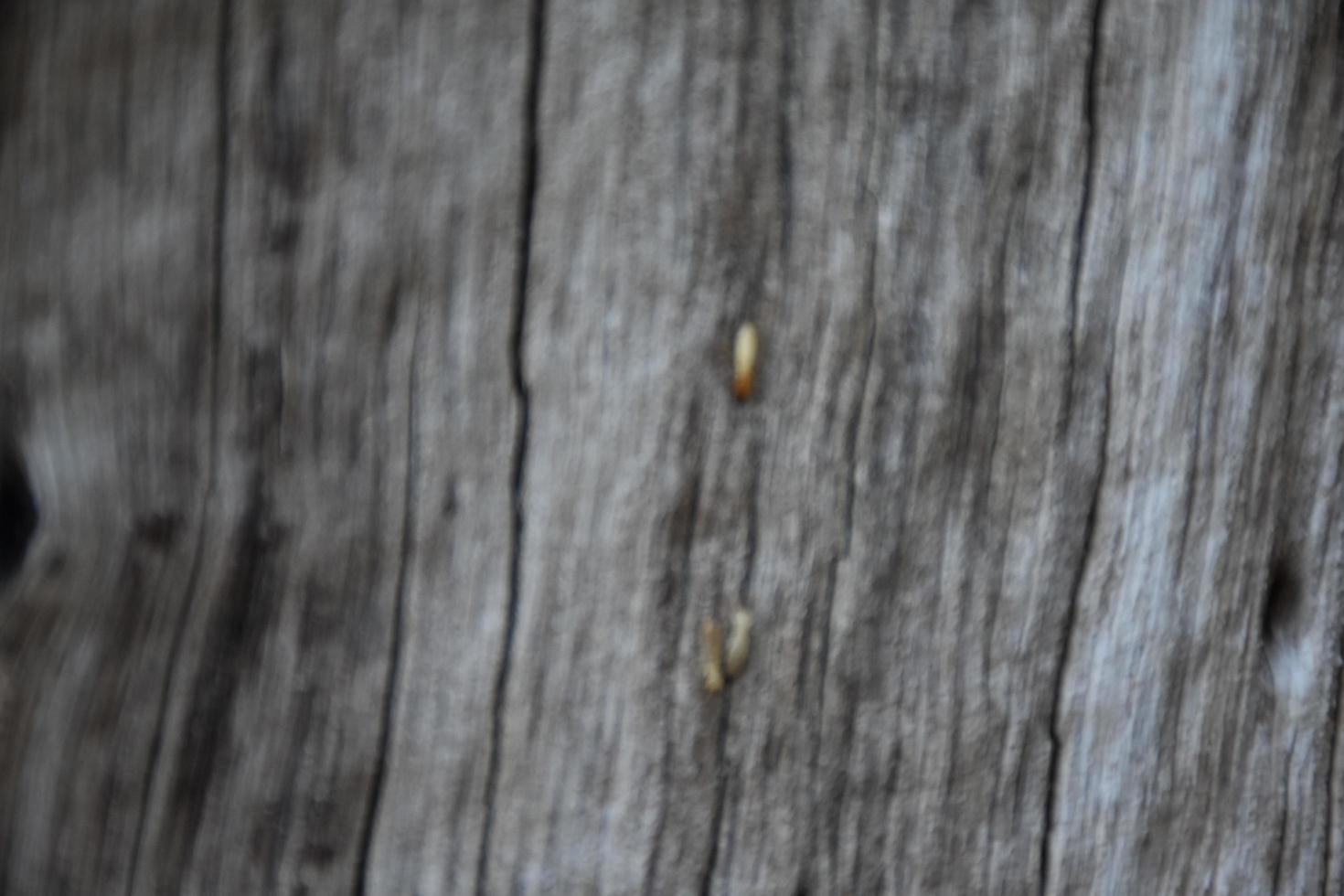 la superficie frontal del hemisferio de madera ha sido expuesta al sol y desgastada para causar moho en la madera. foto