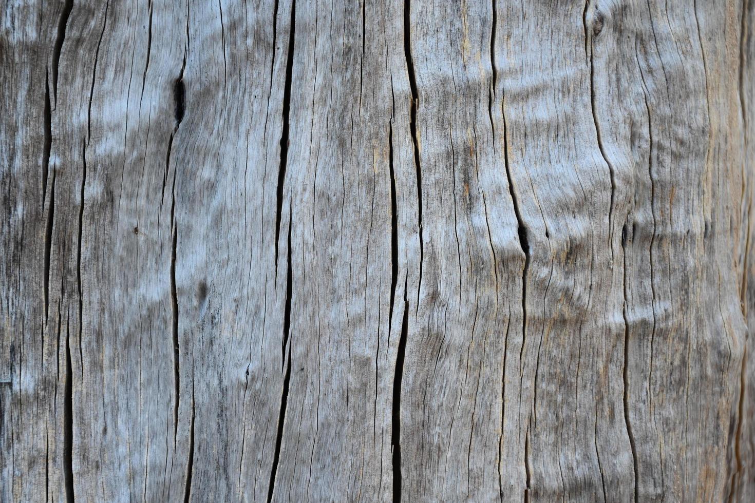 la superficie frontal del hemisferio de madera ha sido expuesta al sol y desgastada para causar moho en la madera. foto