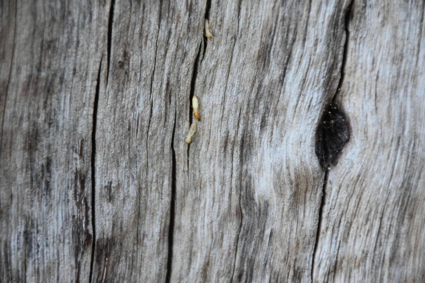 la superficie frontal del hemisferio de madera ha sido expuesta al sol y desgastada para causar moho en la madera. foto