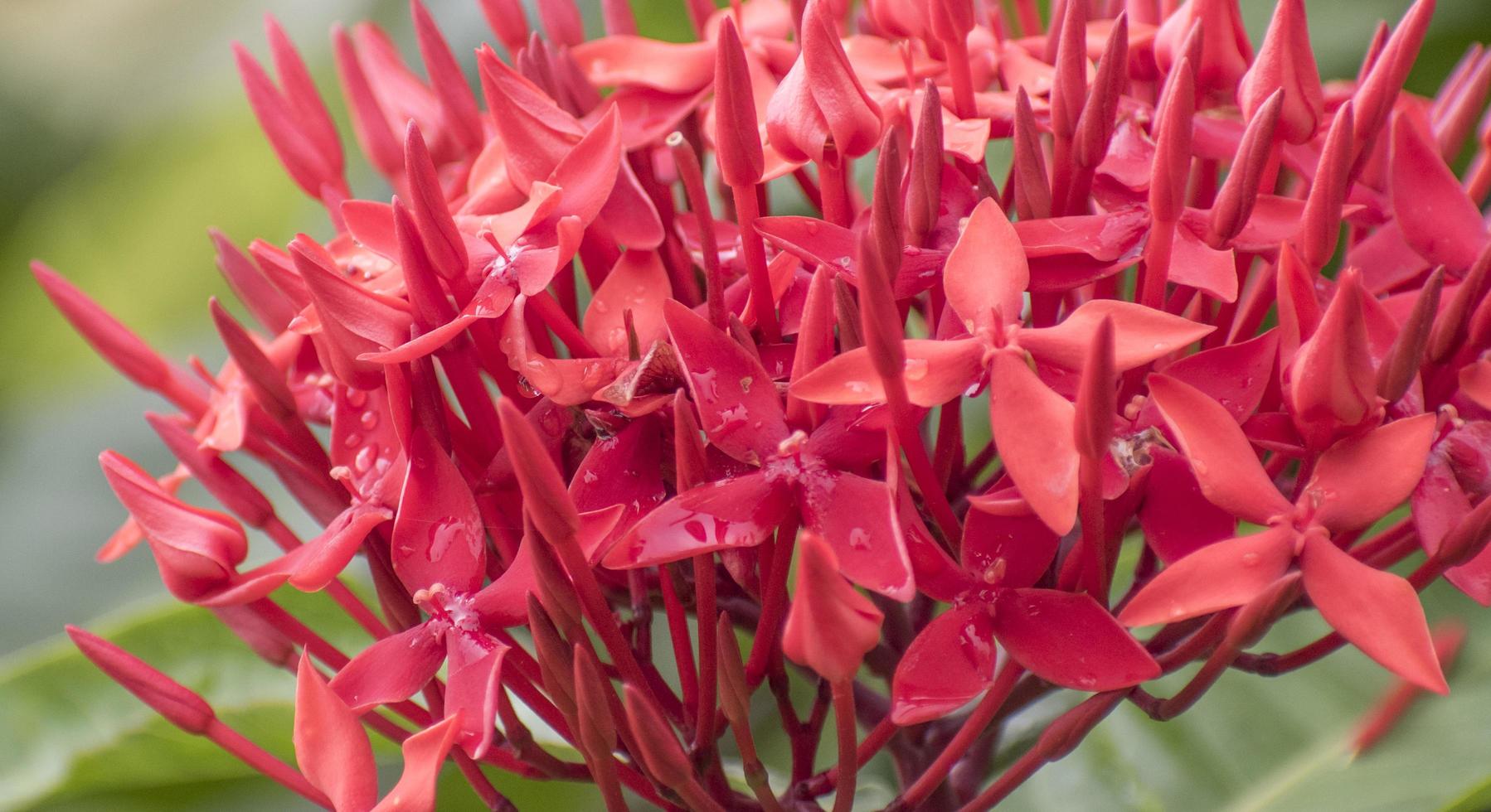 A flower, sometimes known as a bloom or blossom. photo