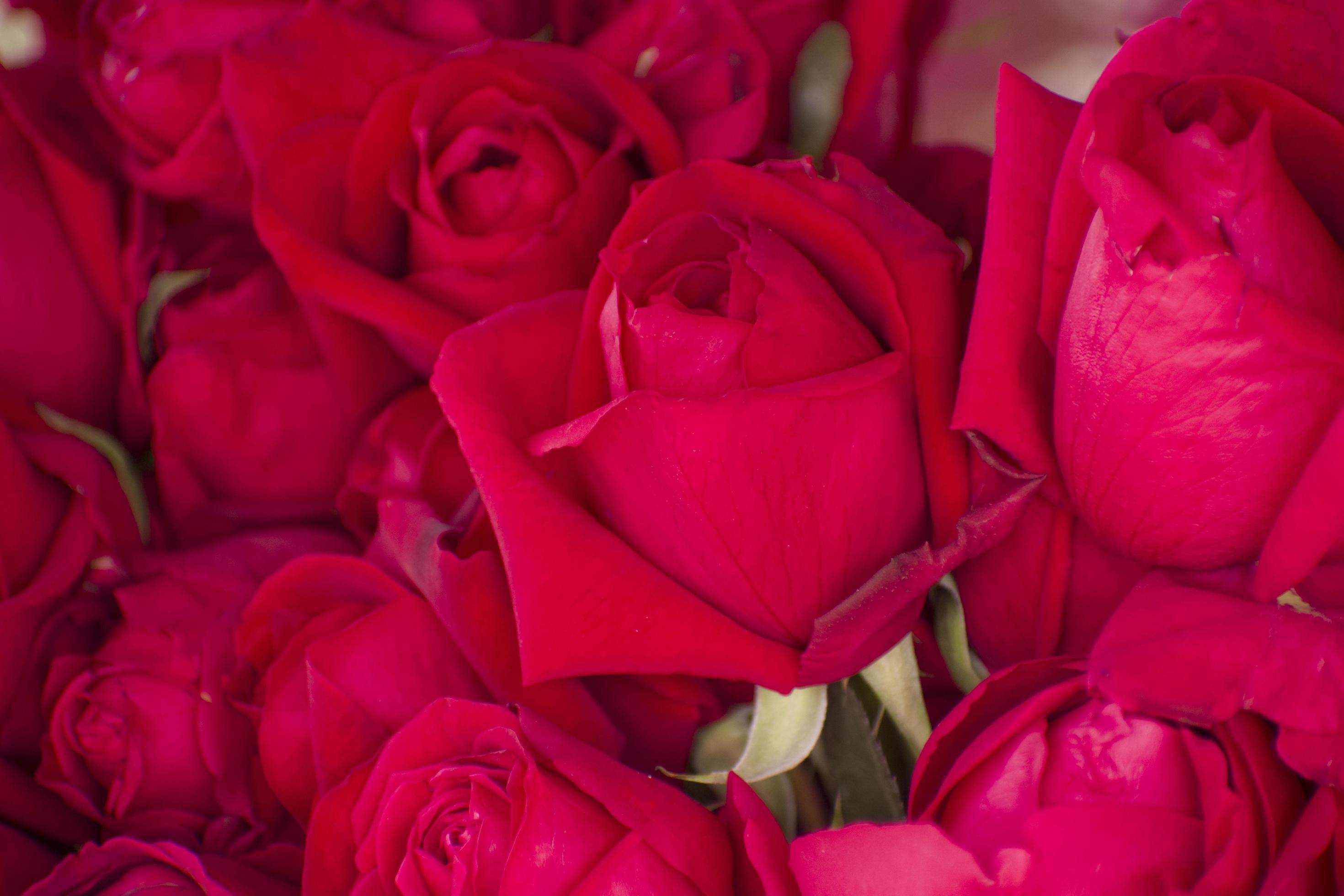 Cluster of Red Roses