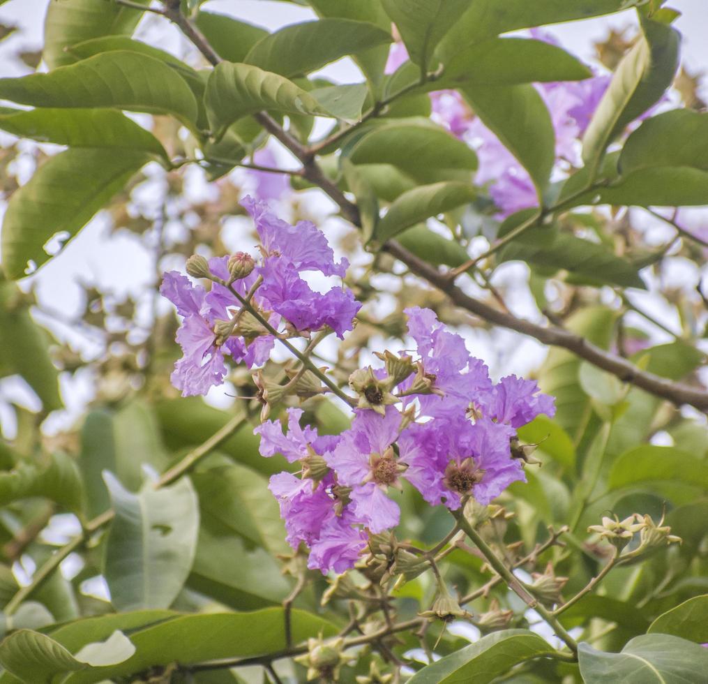 Thai crape myrtle.Lagerstroemia Floribunda.Kedah Bungor. photo