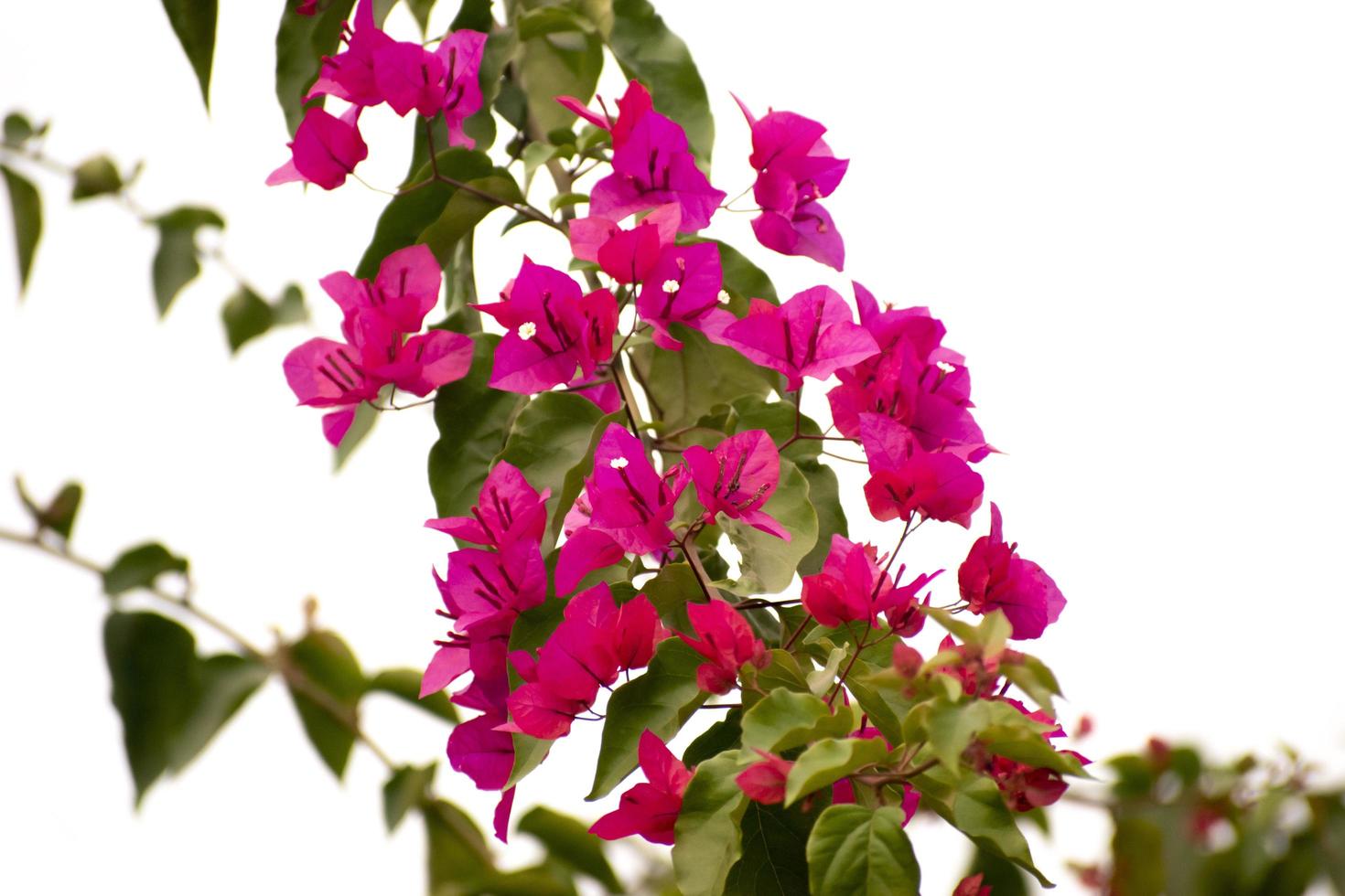 Bougainvillea flower in a white background. 7448421 Stock Photo at Vecteezy