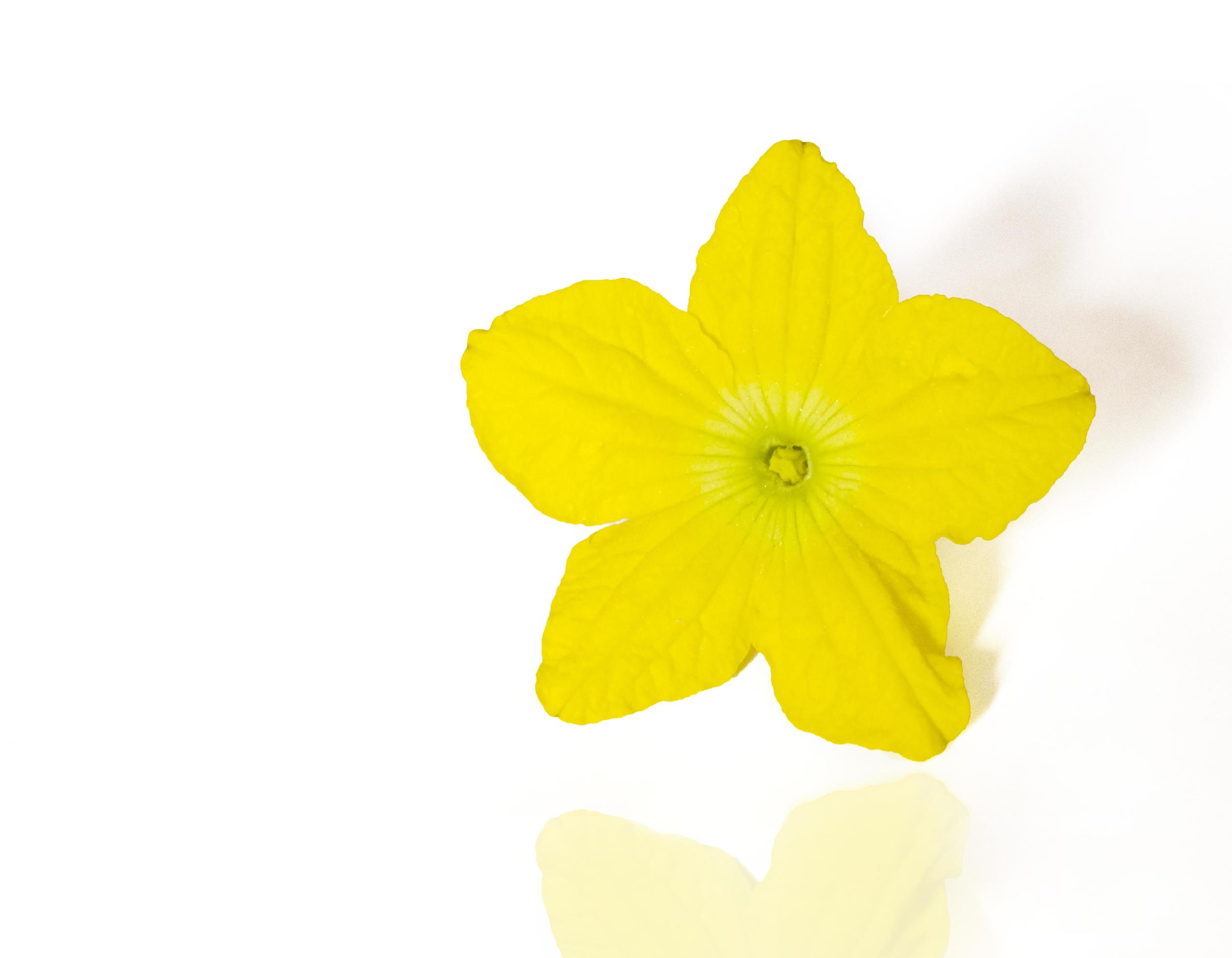 Yellow Daffodil on a white Background. 7448437 Stock Photo at Vecteezy