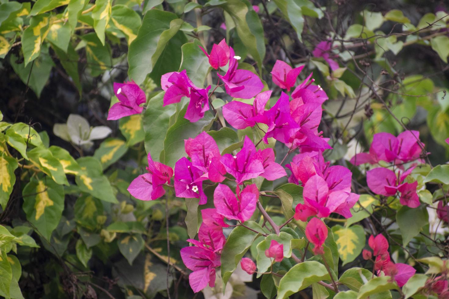 Bougainvillea flower With green leaves.Selective focus. photo