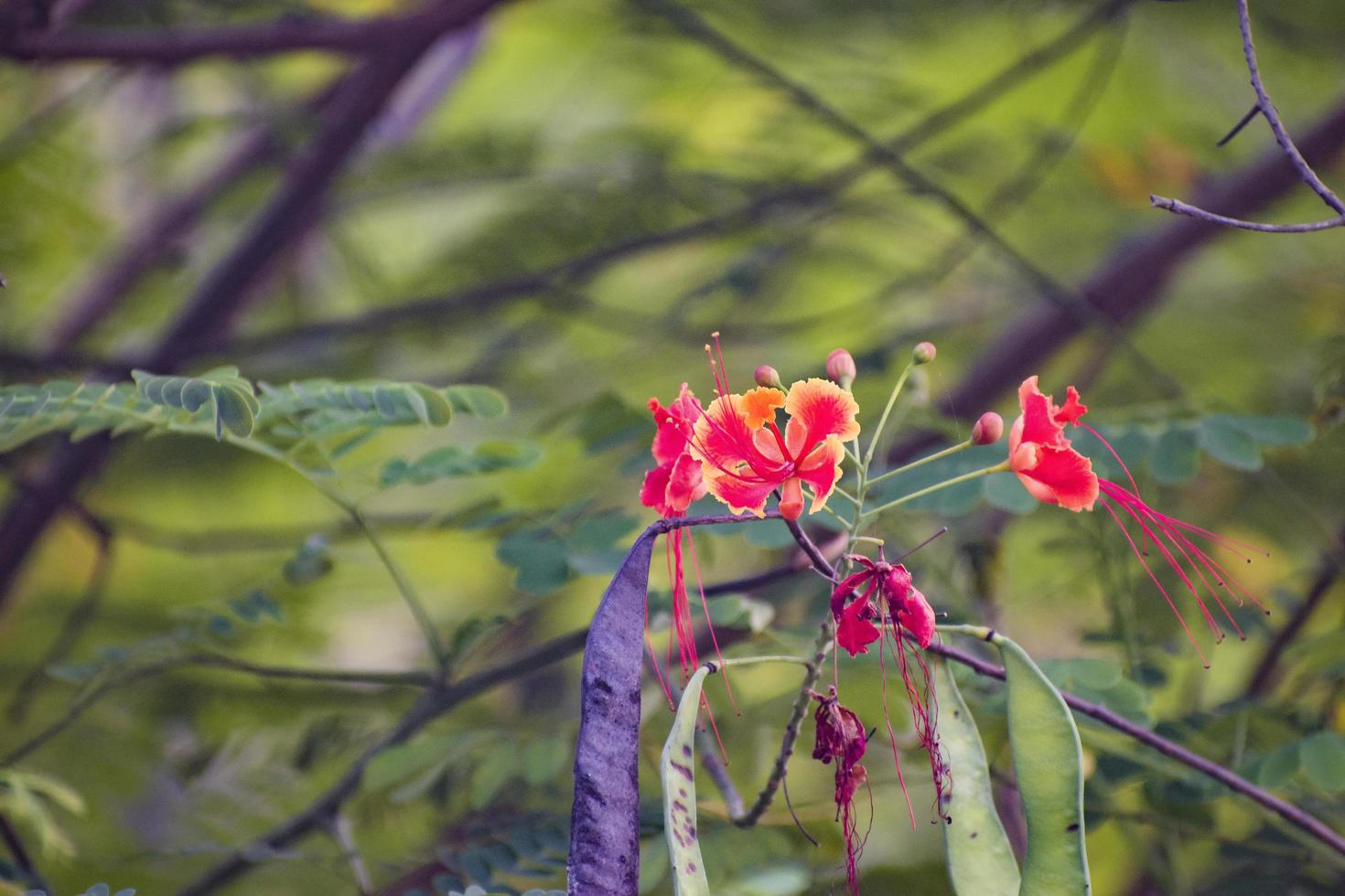 Peacock Flower. Caesalpinia pulcherrima. photo