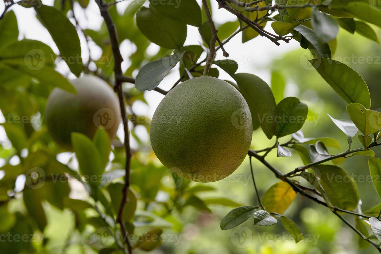 Pomelos hanging from a tree photo