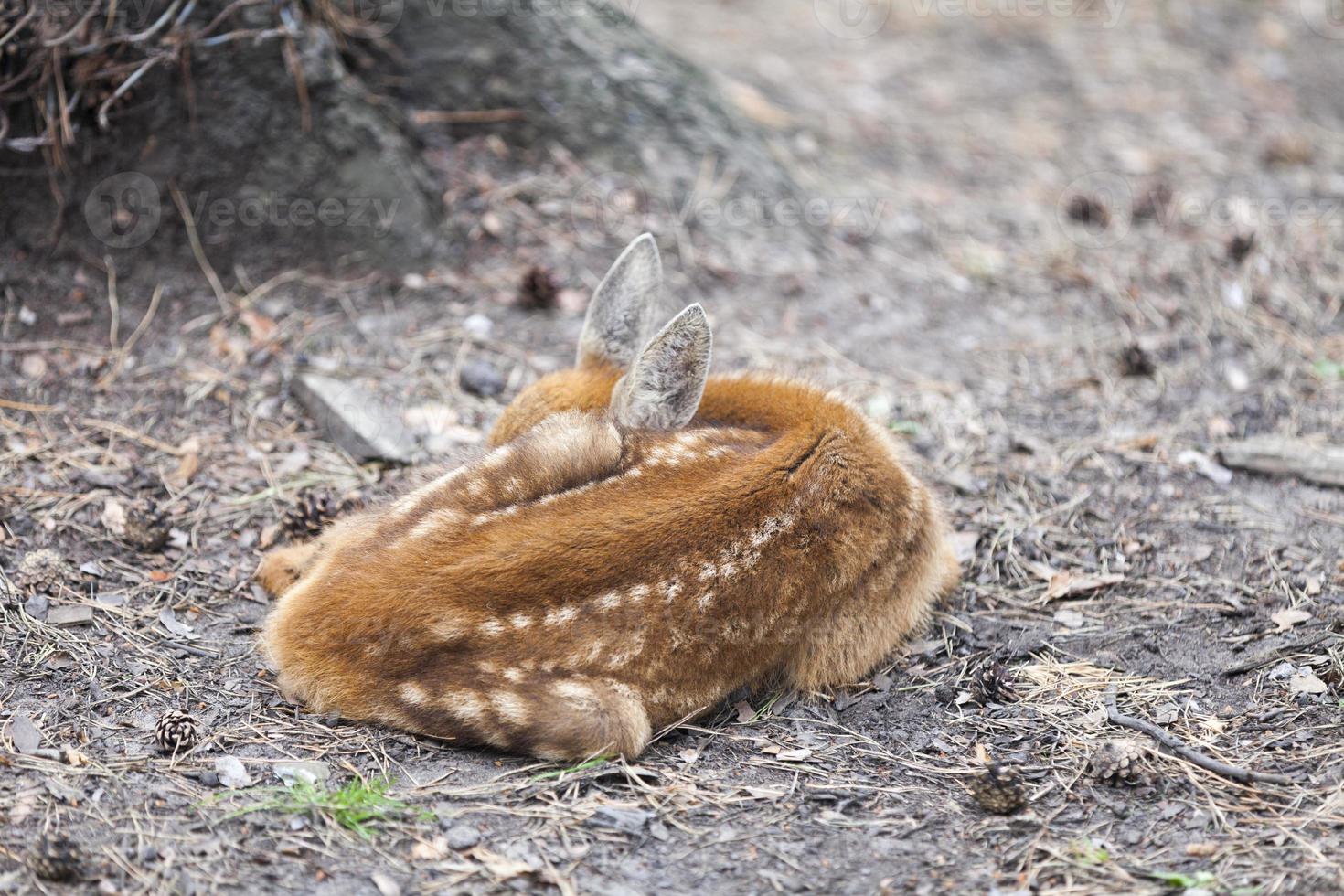 joven corzo siberiano durmiendo foto