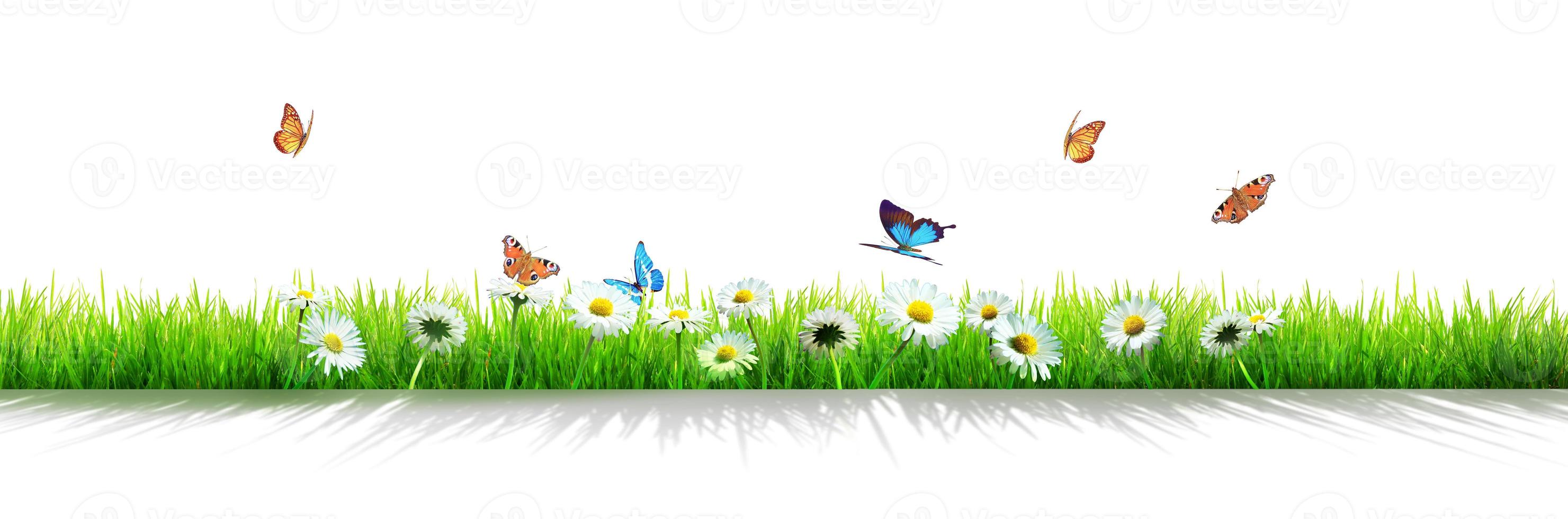 Beautiful nature view of butterfly on blurred background in garden. photo