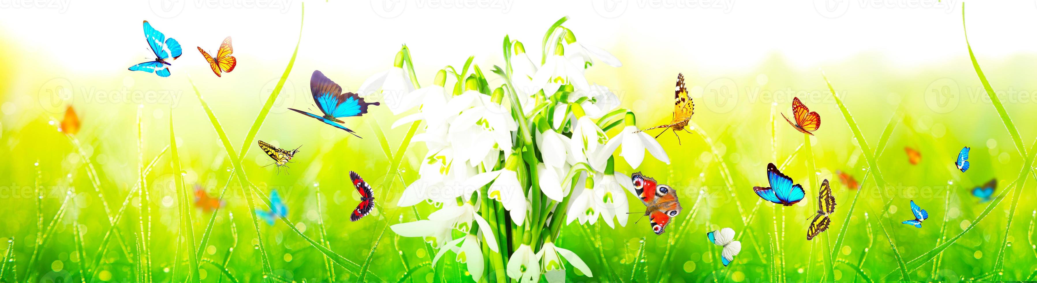 Lots of snowdrops in the first days of spring with butterfly photo