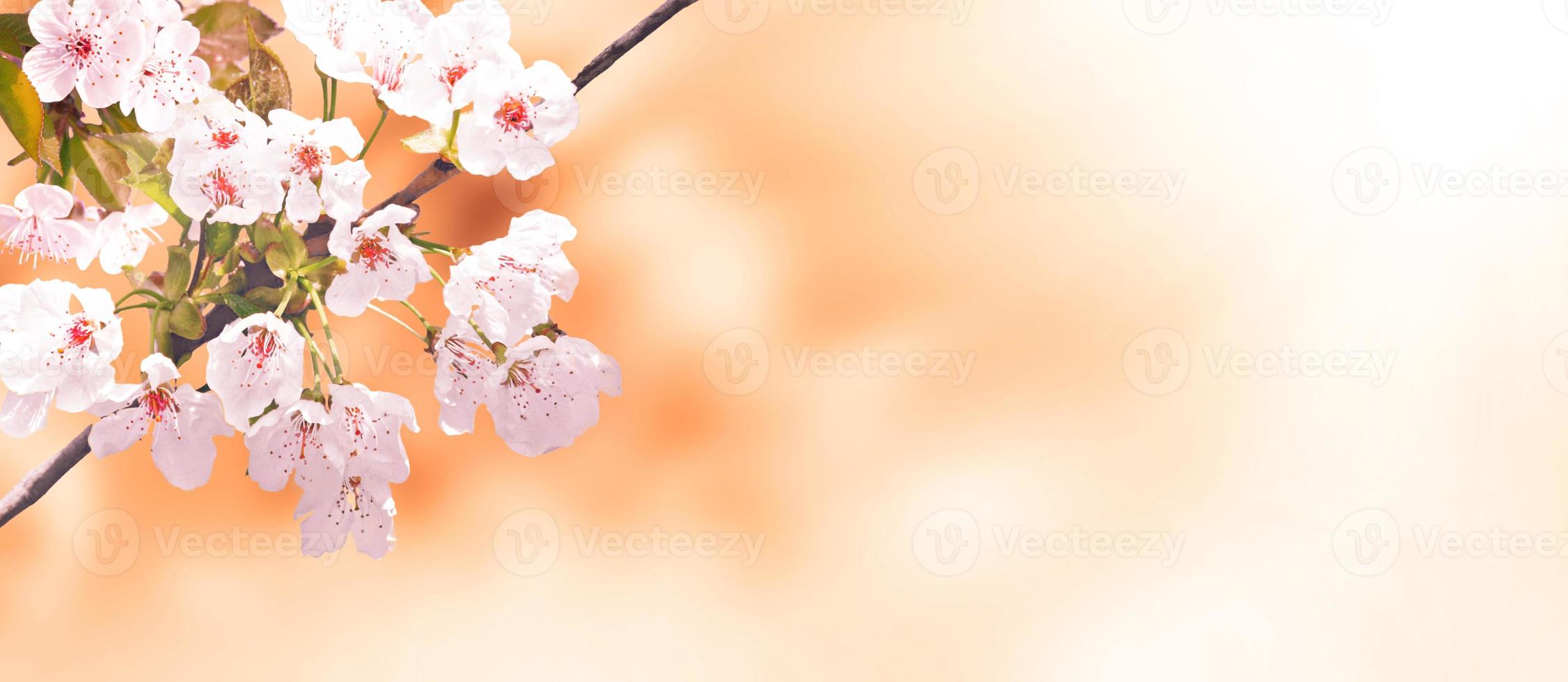 Beautiful nature view of spring flowering trees on blurred background. photo