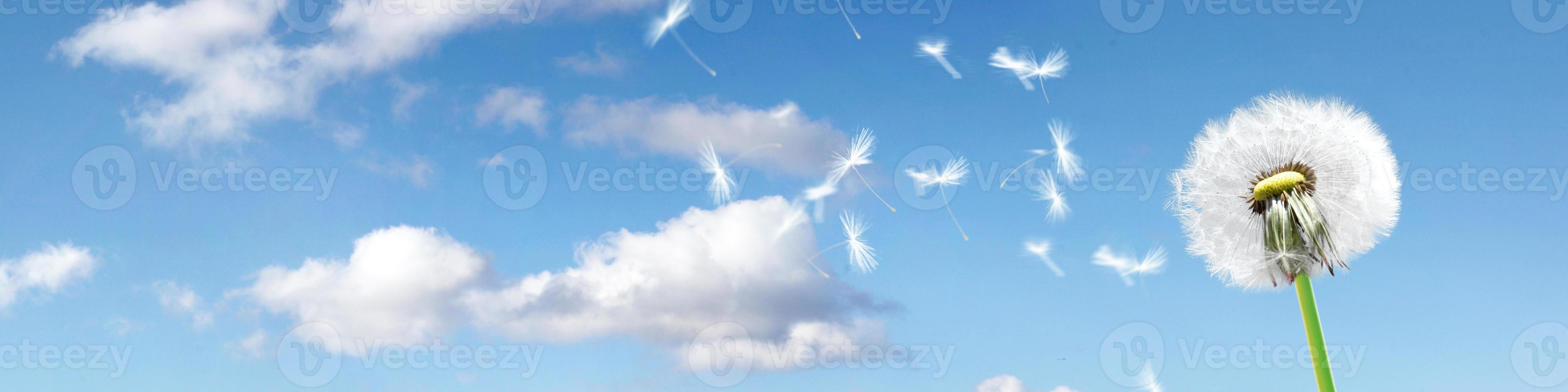 flor de diente de león con plumas voladoras en el cielo azul. foto