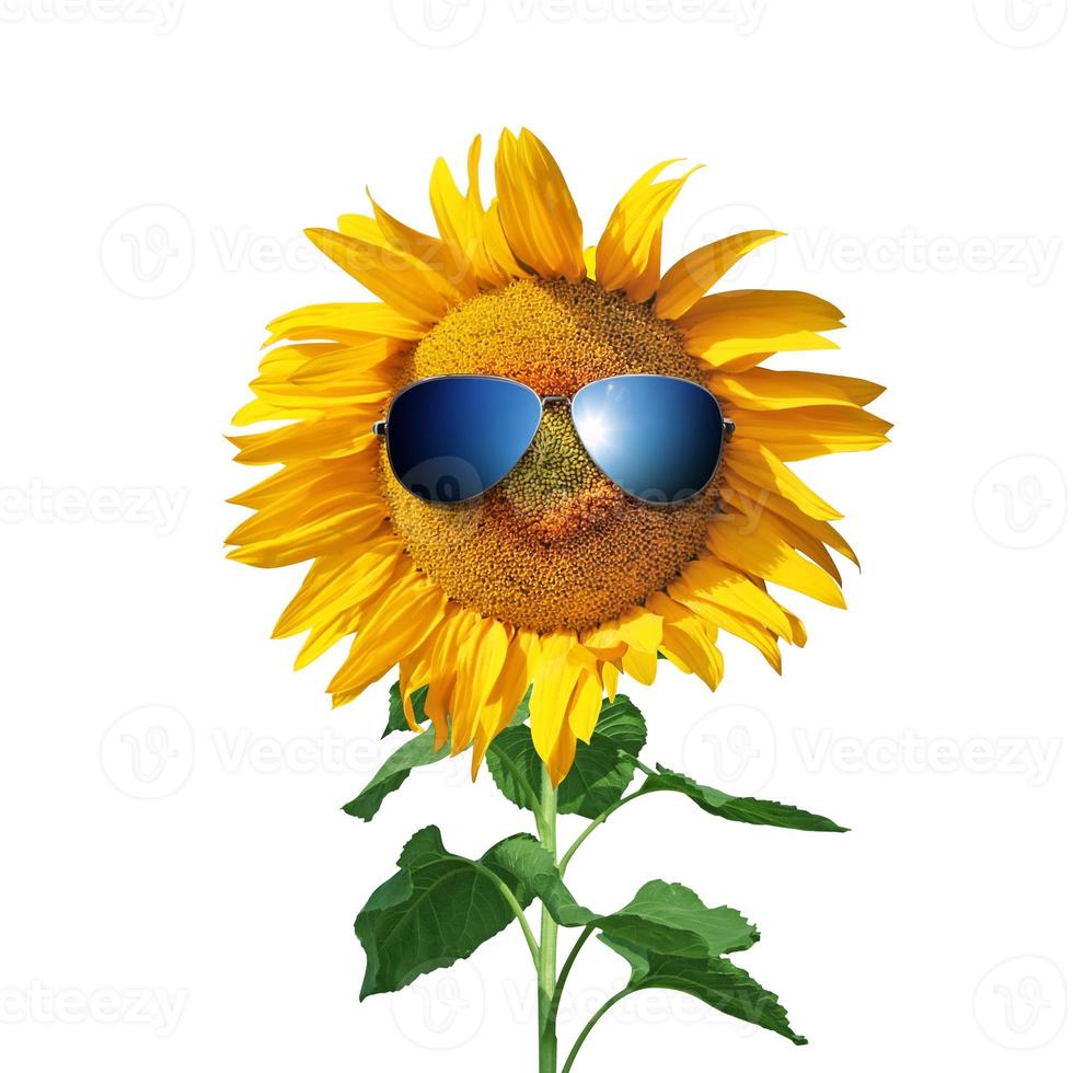 girasol divertido con gafas de sol sobre un fondo blanco foto