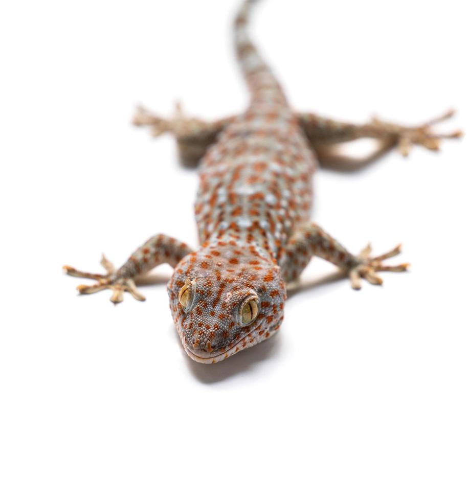 Aislar gecko sobre fondo blanco. foto